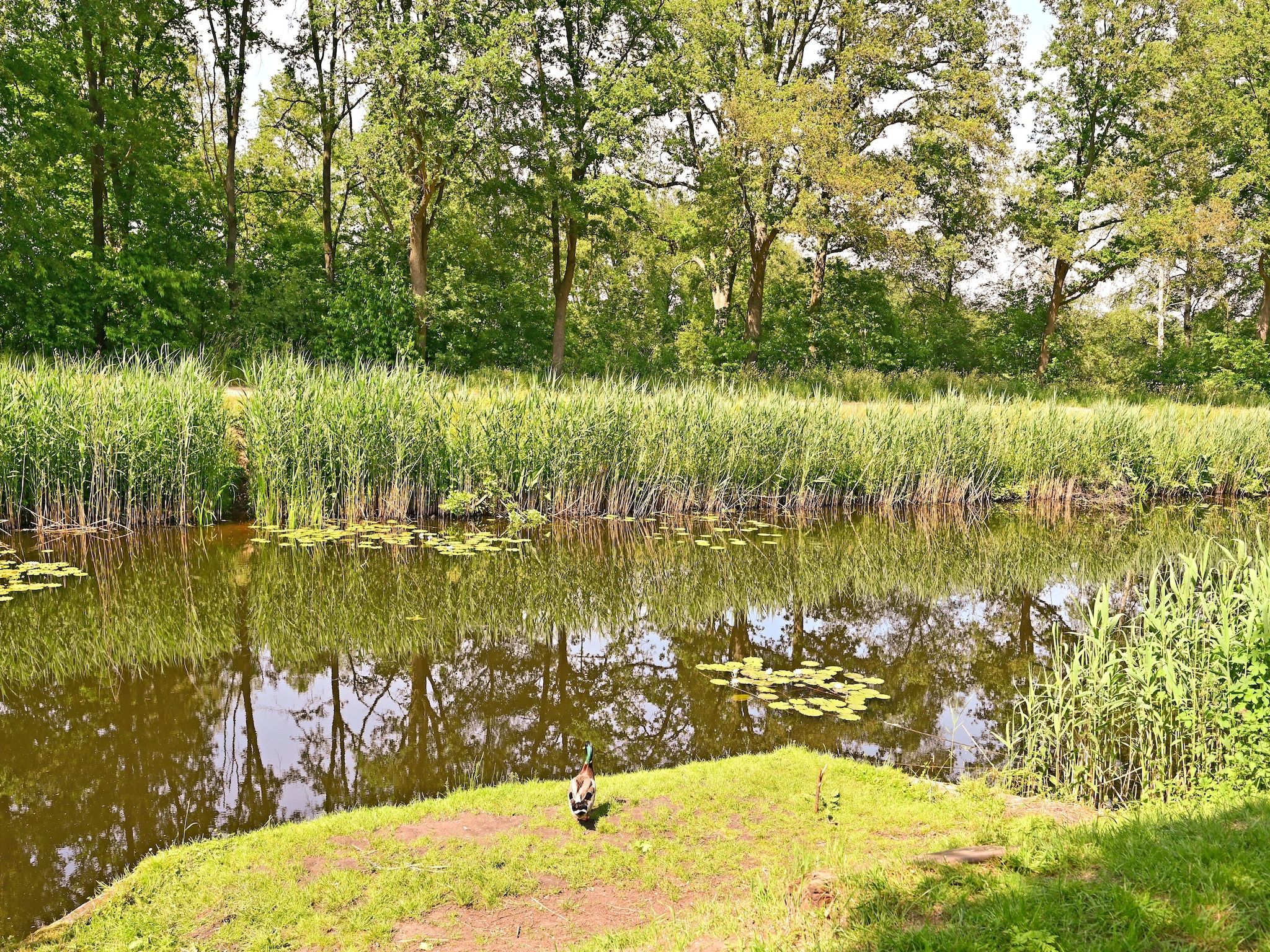 De omgeving van Zijzicht in Reutum-Weerselo