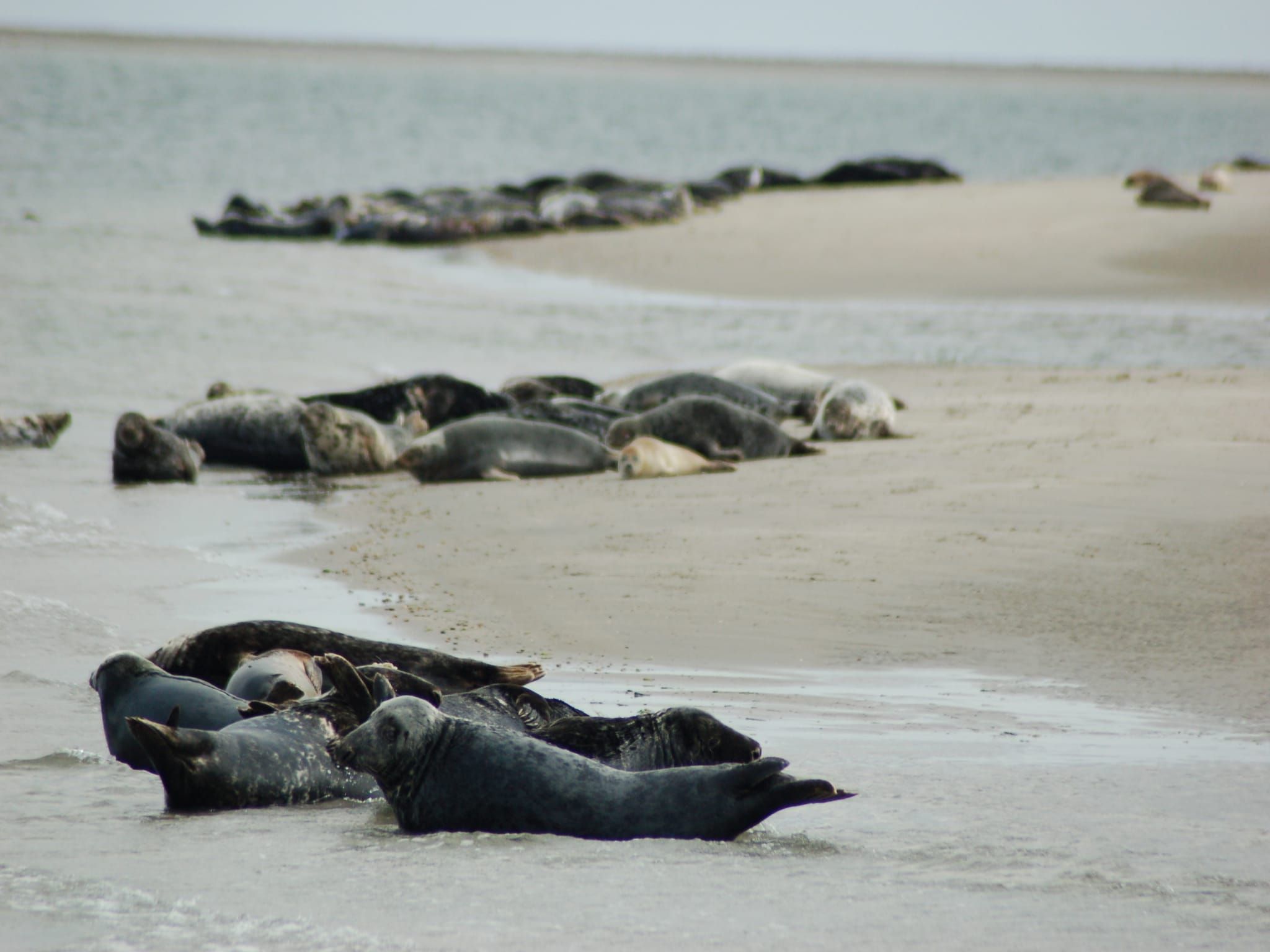 De omgeving van Kustpark Texel 7 in De Koog