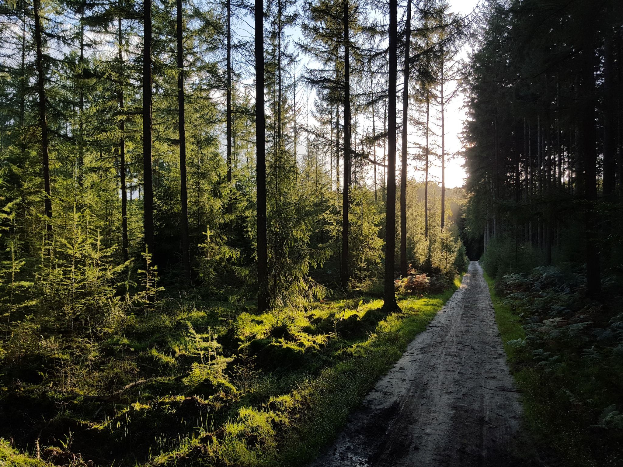 Recreatiepark de Boshoek 5 in Voorthuizen - Foto 37 van 40