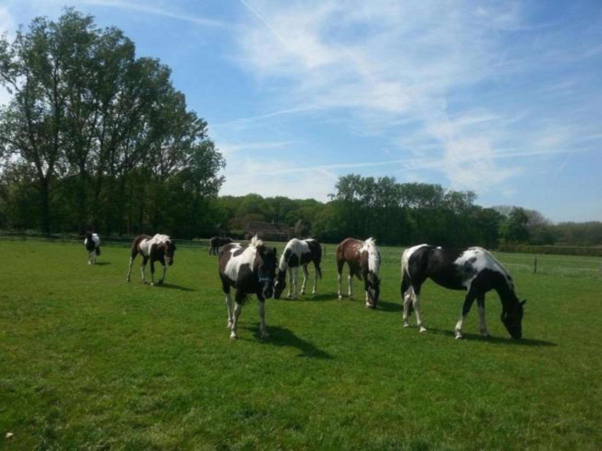 Recreatiepark Duinhoeve 4 in Udenhout - Foto 25 van 40