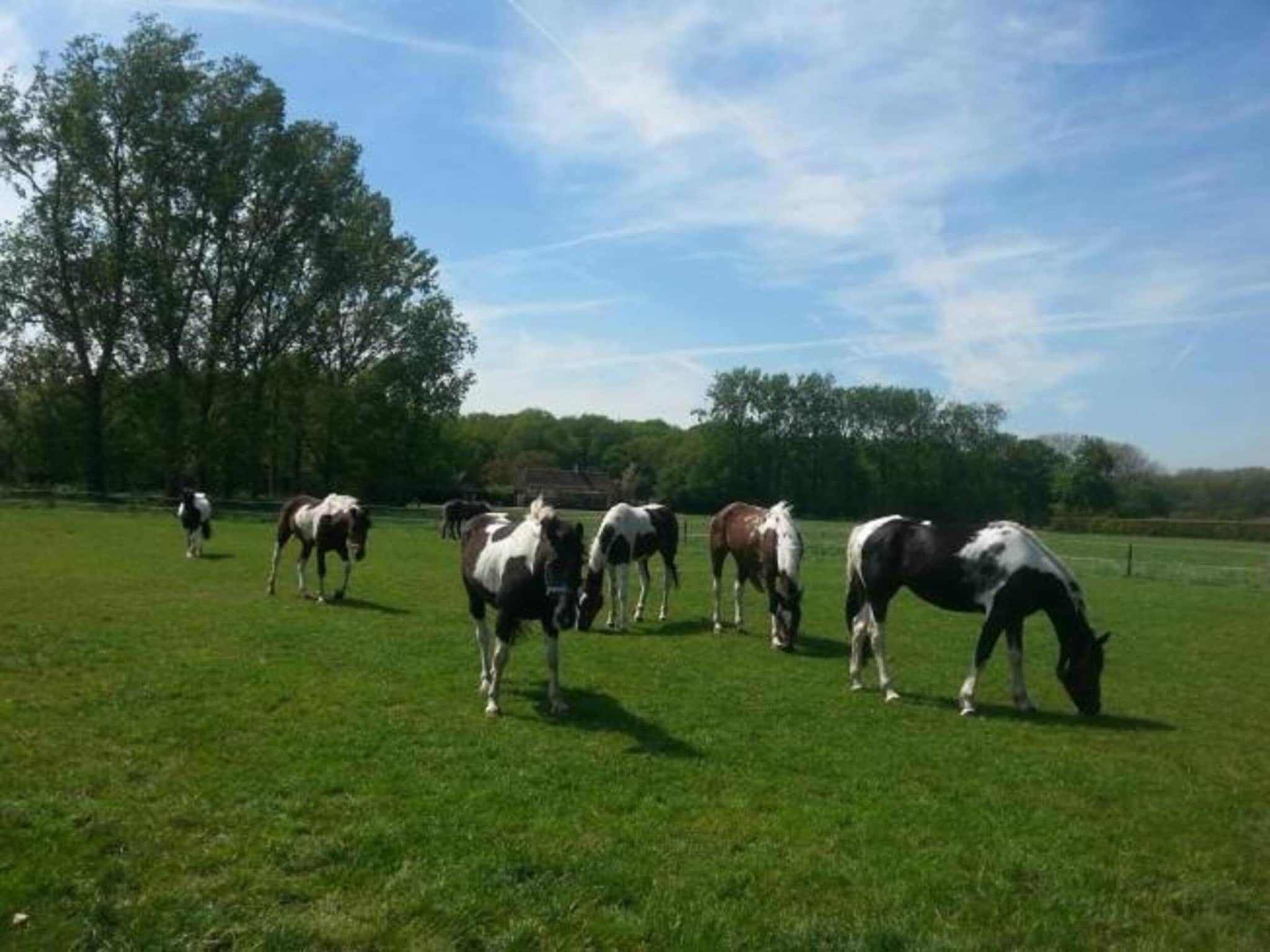 Recreatiepark Duinhoeve 6 in Udenhout - Foto 31 van 40