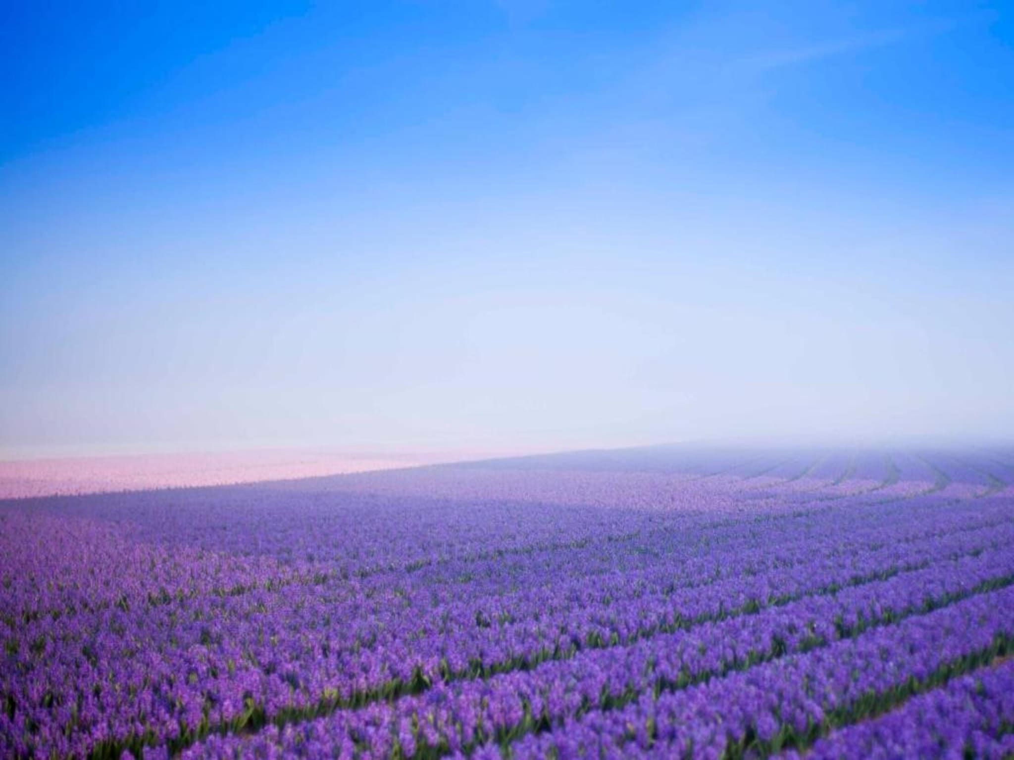 De omgeving van Vakantiepark Duynzicht 1 in Julianadorp