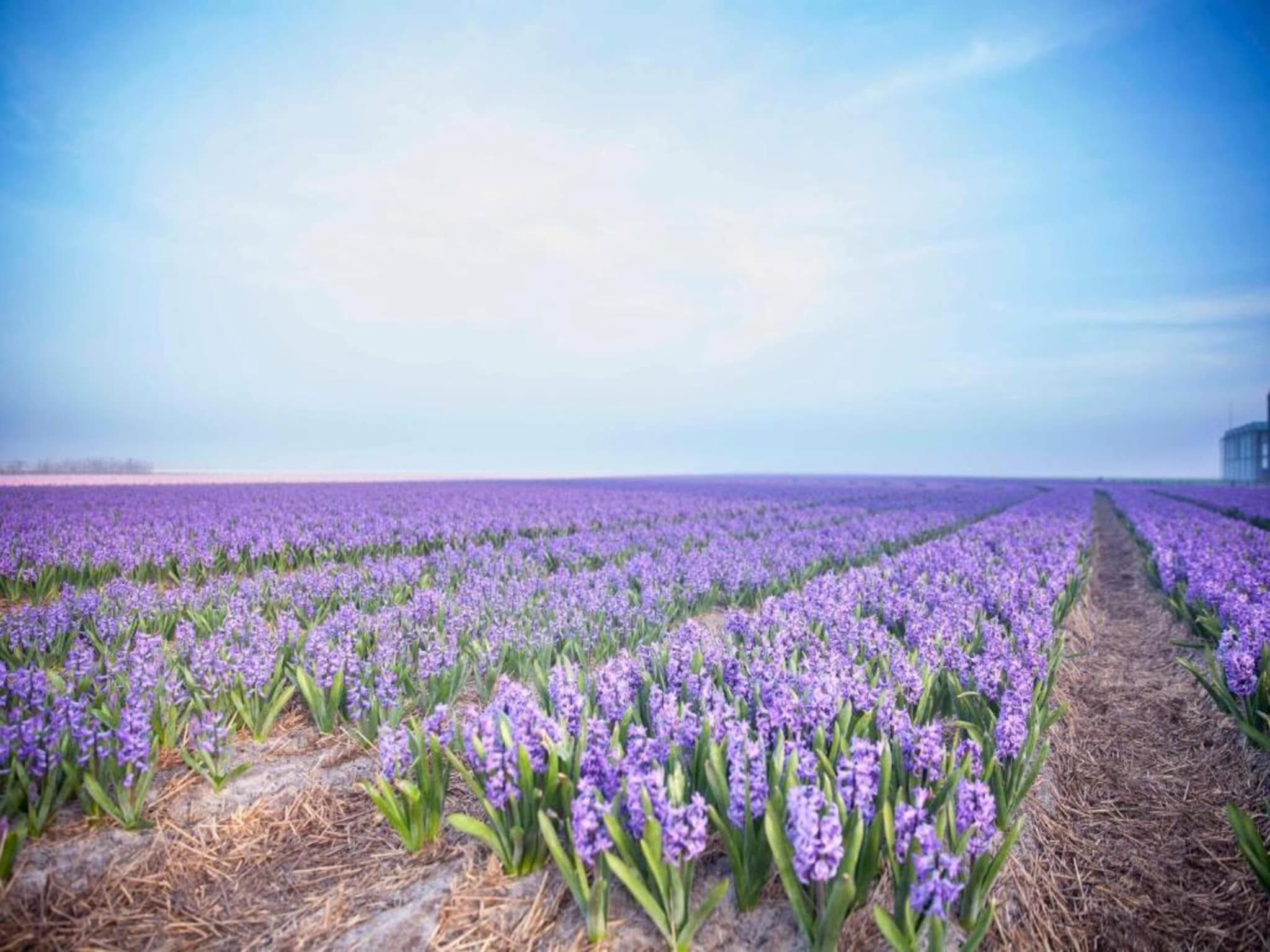 De omgeving van Vakantiepark Duynzicht 1 in Julianadorp