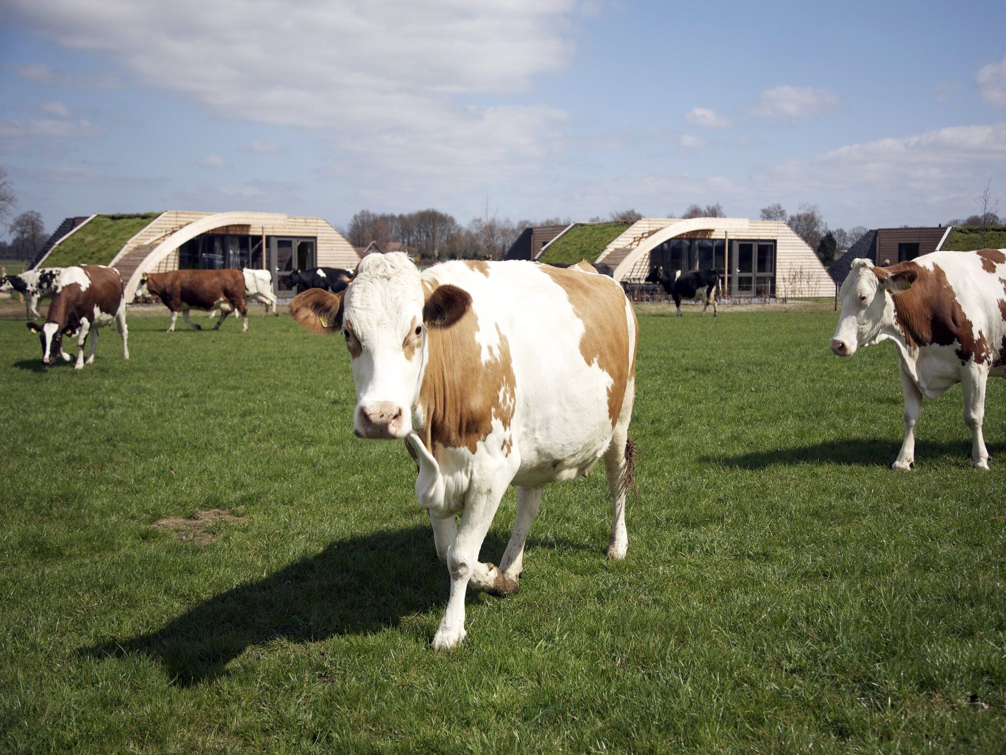 Koe in de Kost 2 in Heeten - Foto 19 van 31