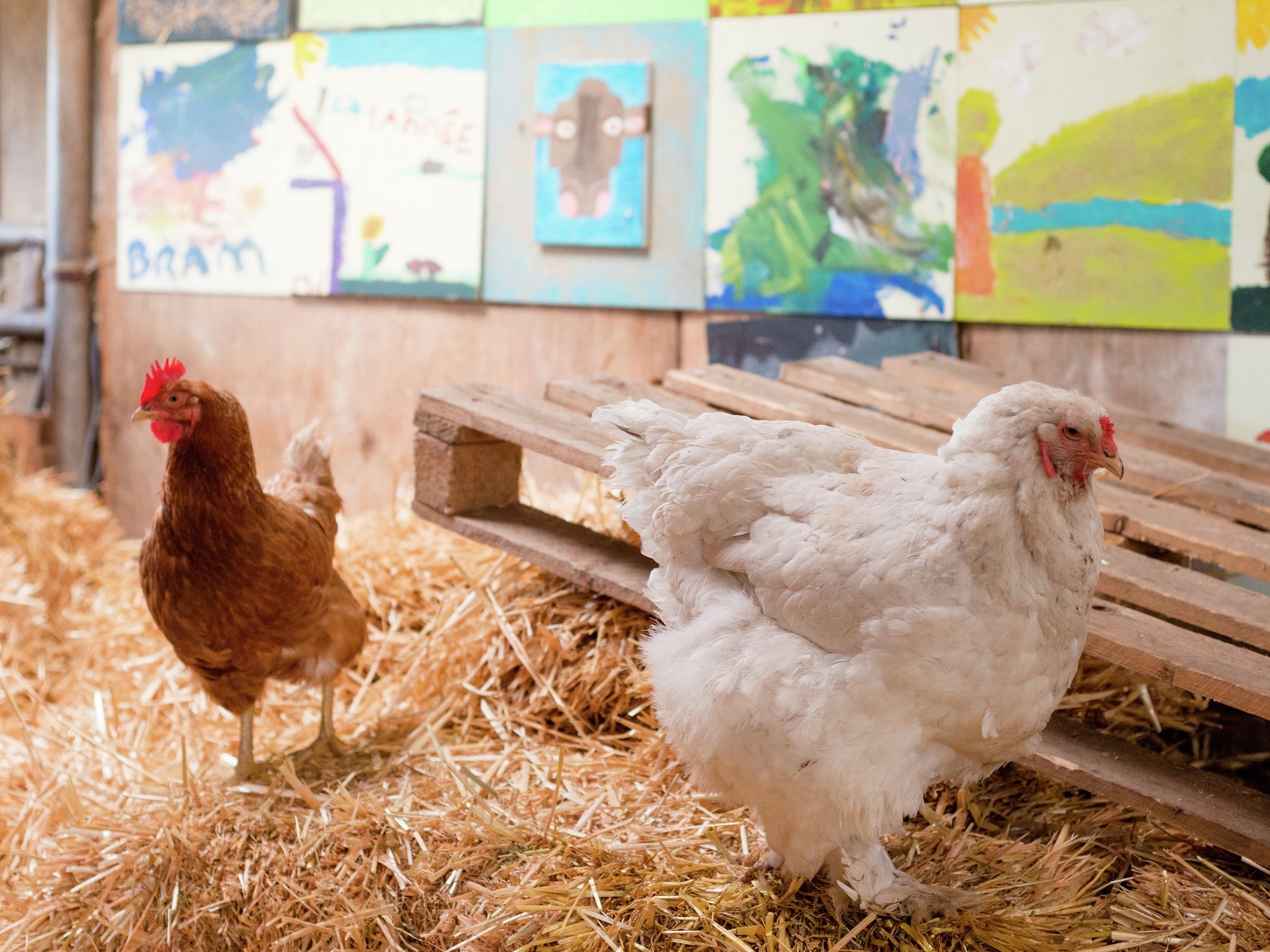 Sfeerbeeld van Koe in de Kost 3 in Heeten