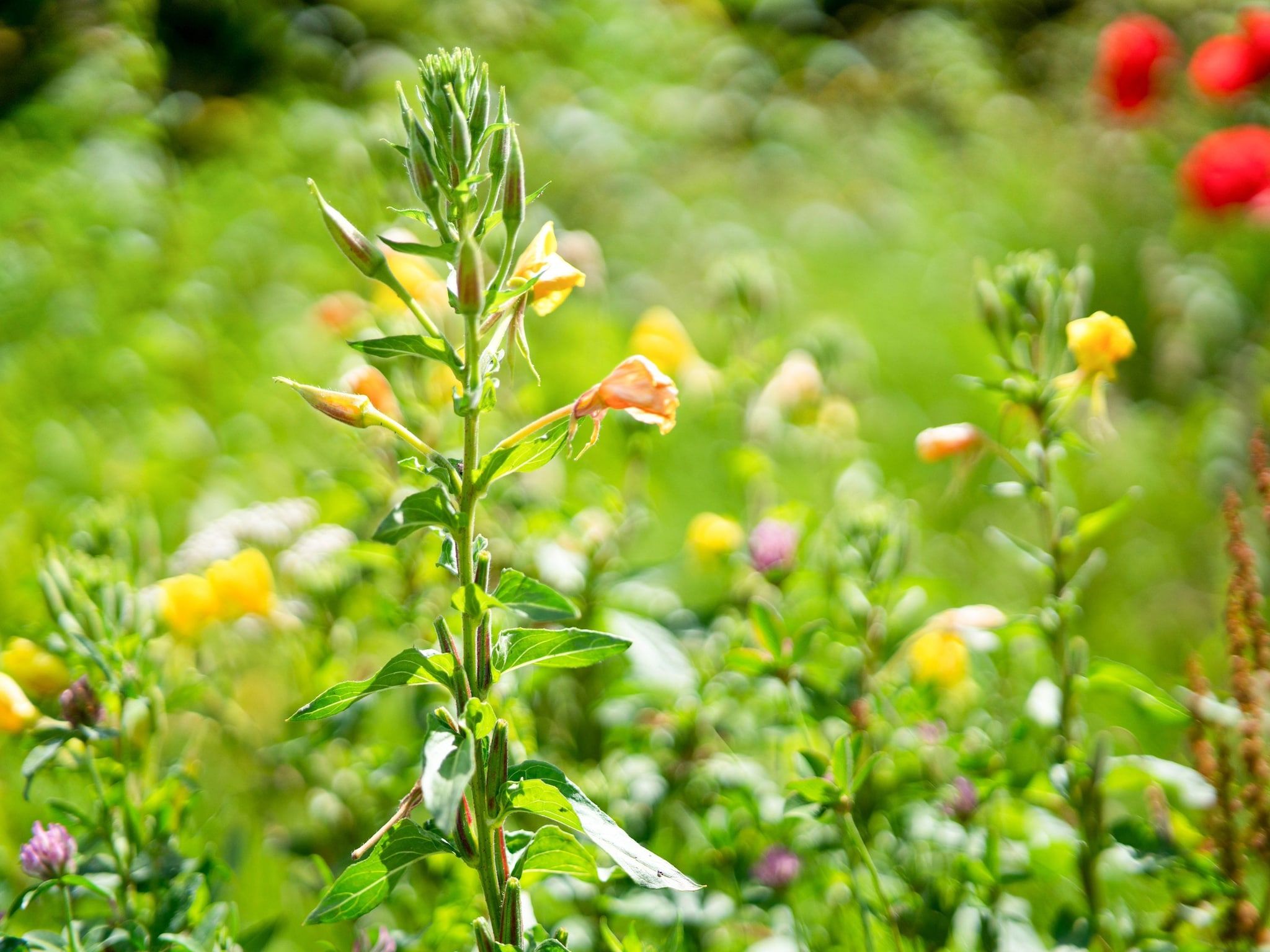 Sfeerbeeld van Vakantiepark Eigen Wijze 6 in Bant
