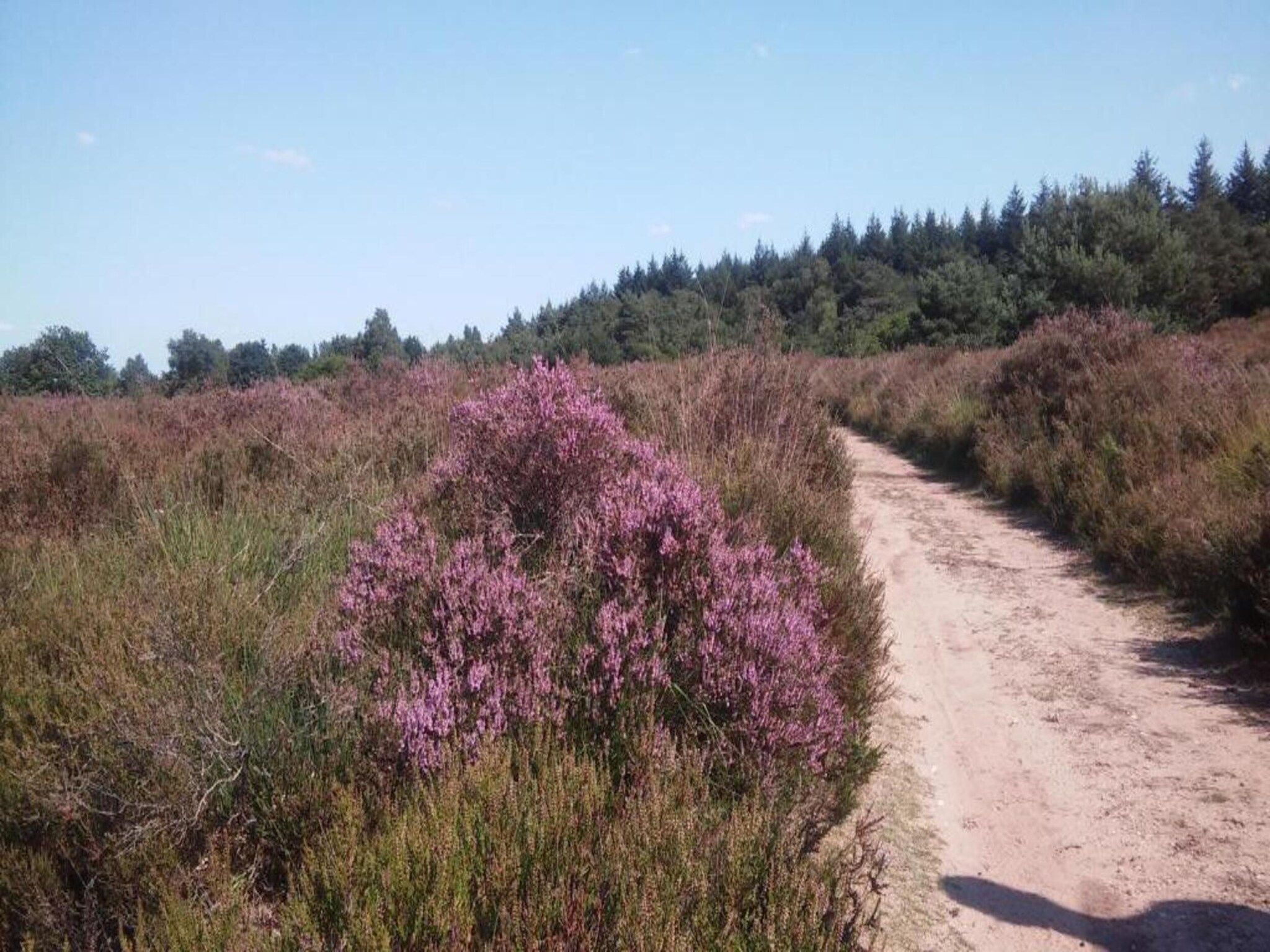 Landgoed De IJsvogel 6 in Voorthuizen - Foto 27 van 40