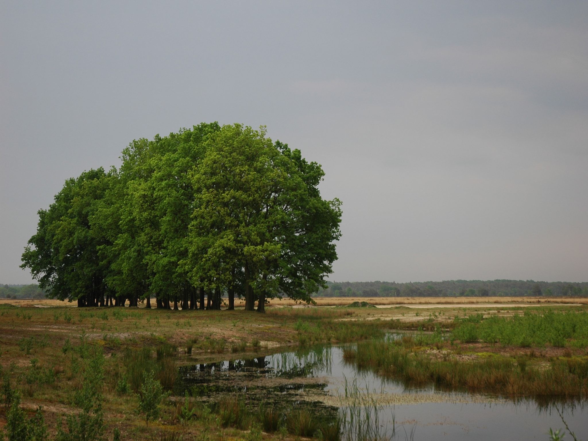 De omgeving van Landgoed De IJsvogel 7 in Voorthuizen