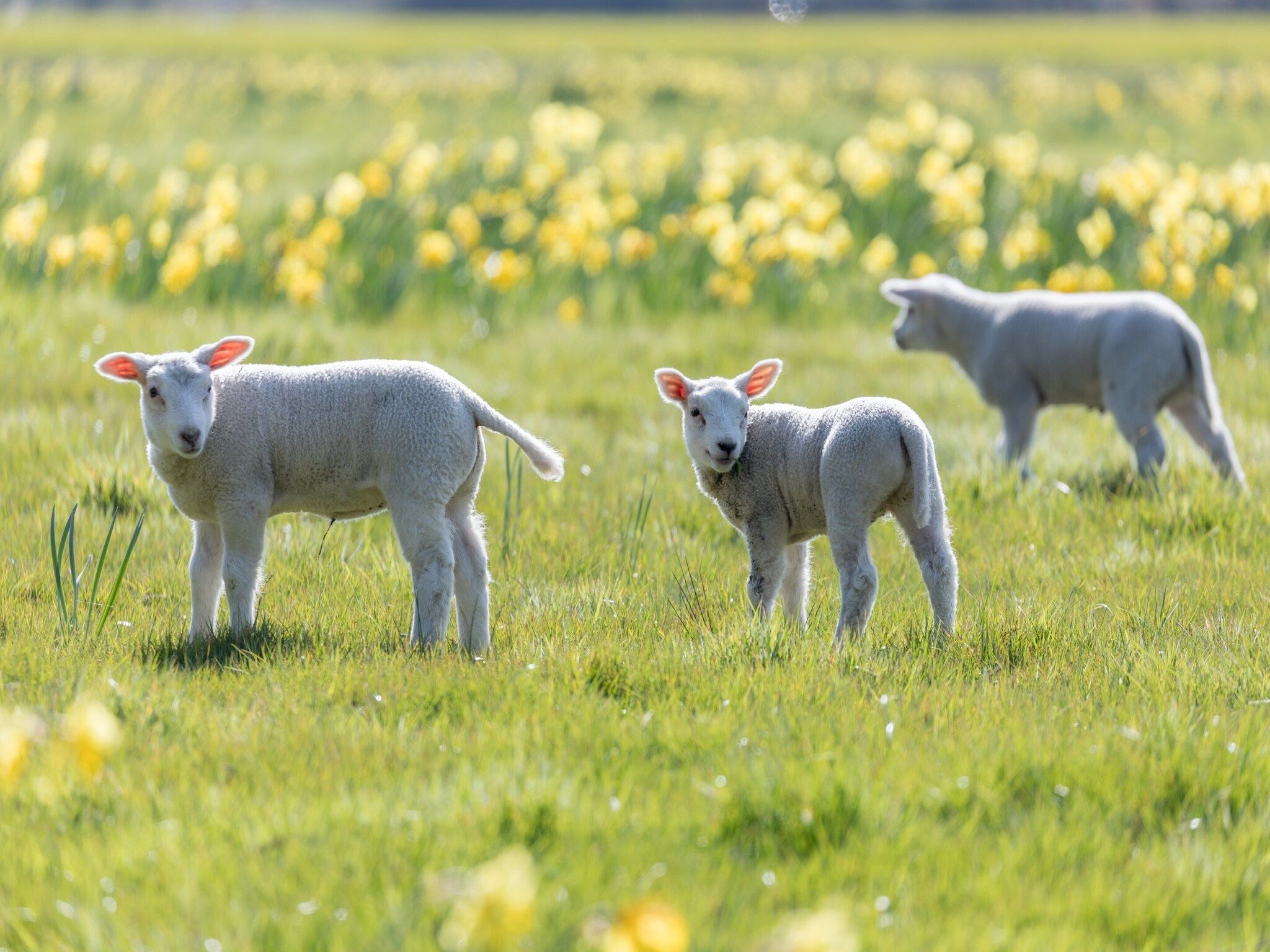 De omgeving van Vakantiepark Hunzedal 9 in Borger