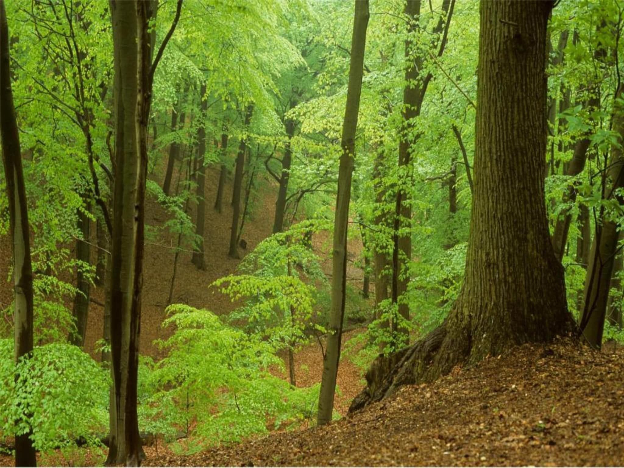 Strandpark Vlugtenburg 8 in 's-Gravenzande - Foto 33 van 33