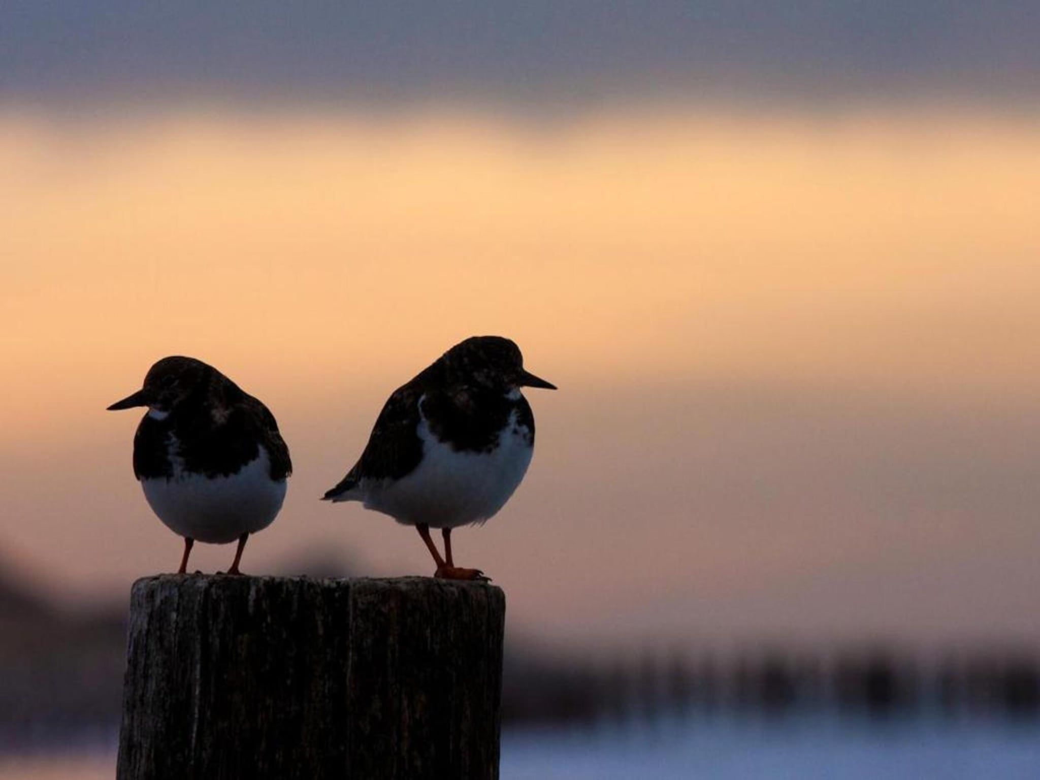 Buitenhof Domburg 13 in Domburg - Foto 18 van 20