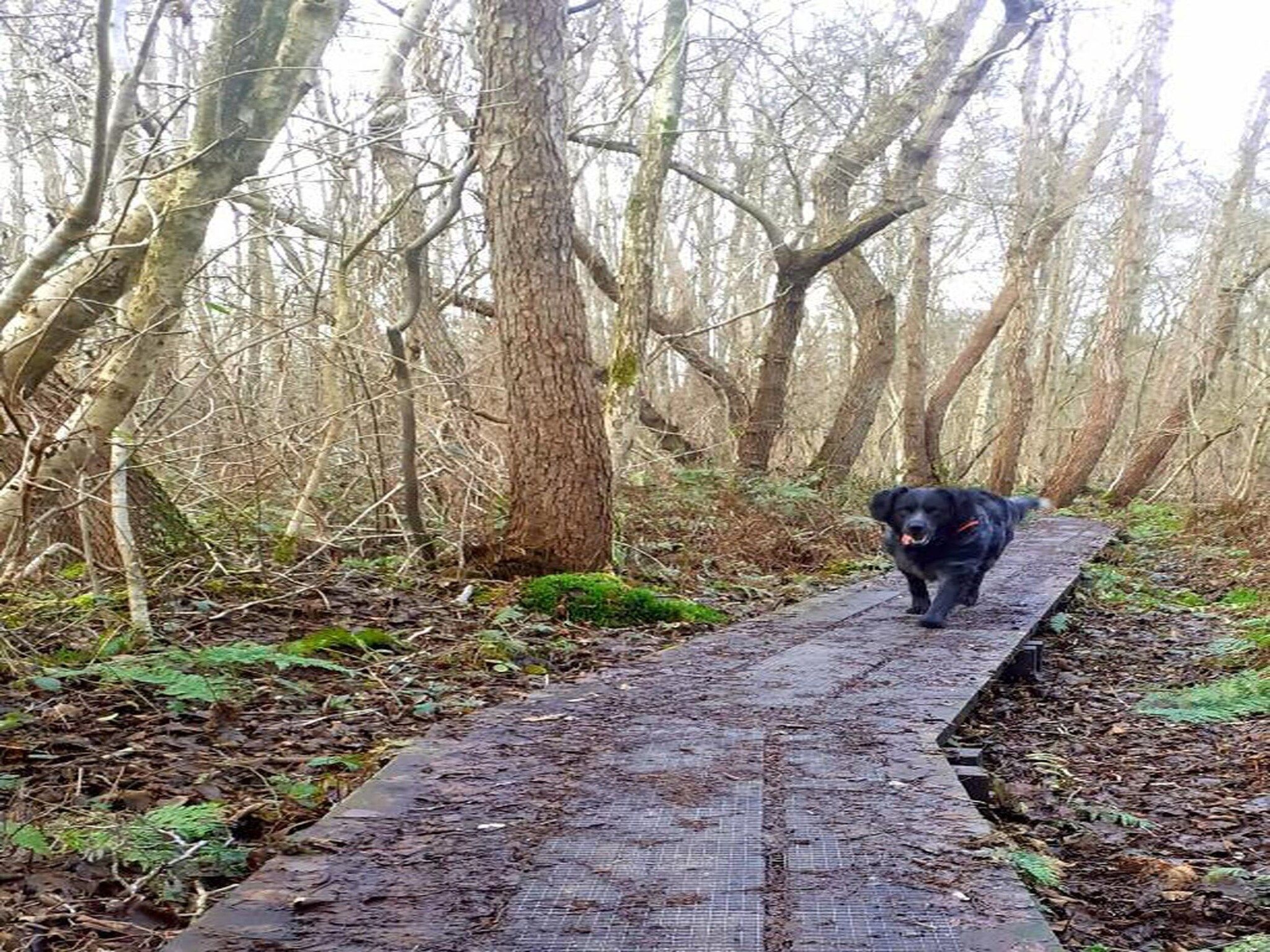 Waterstaete Ossenzijl 1 in Ossenzijl - Foto 30 van 38