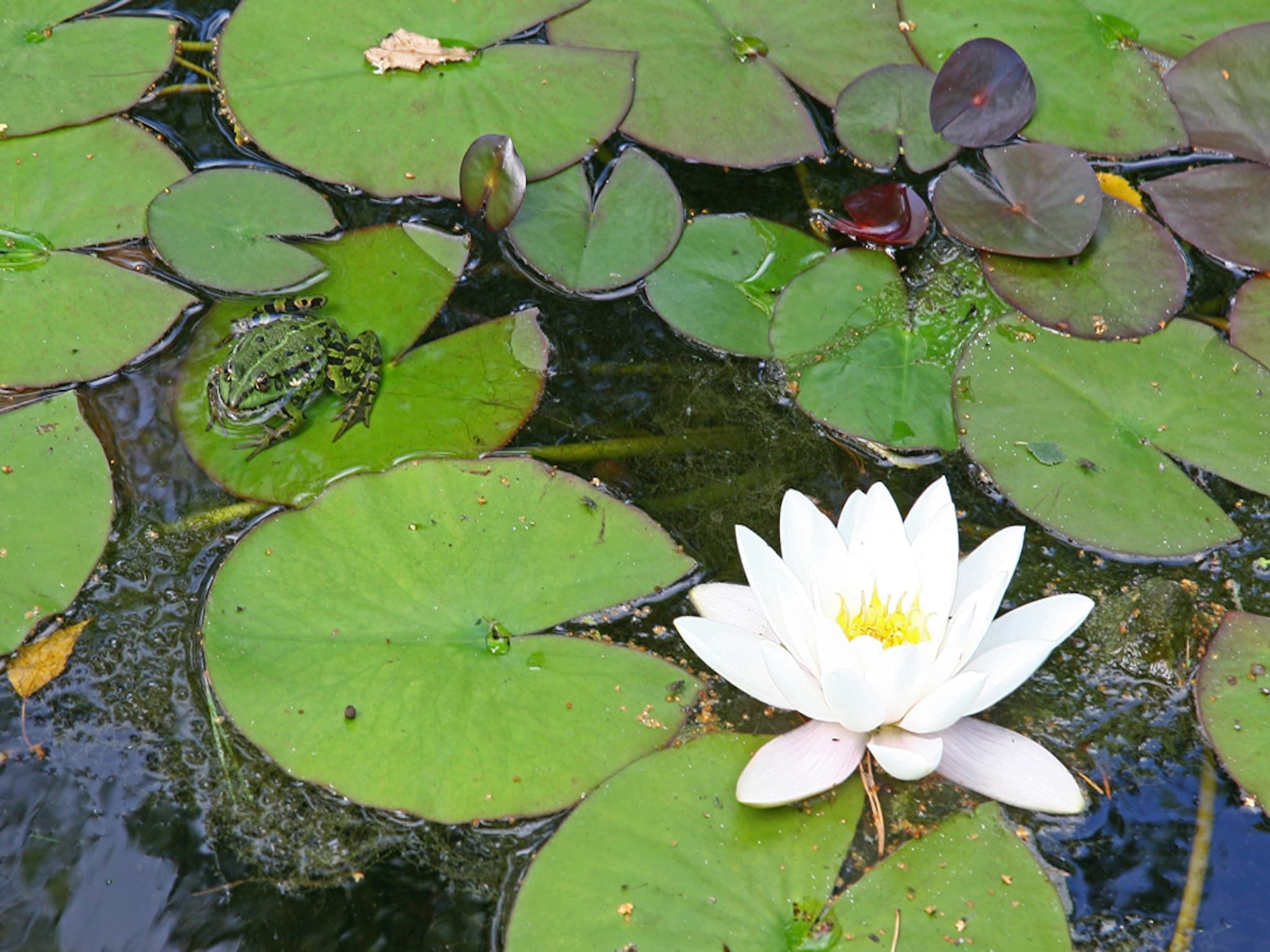 Sfeerbeeld van Bospark Markelo 3 in Markelo