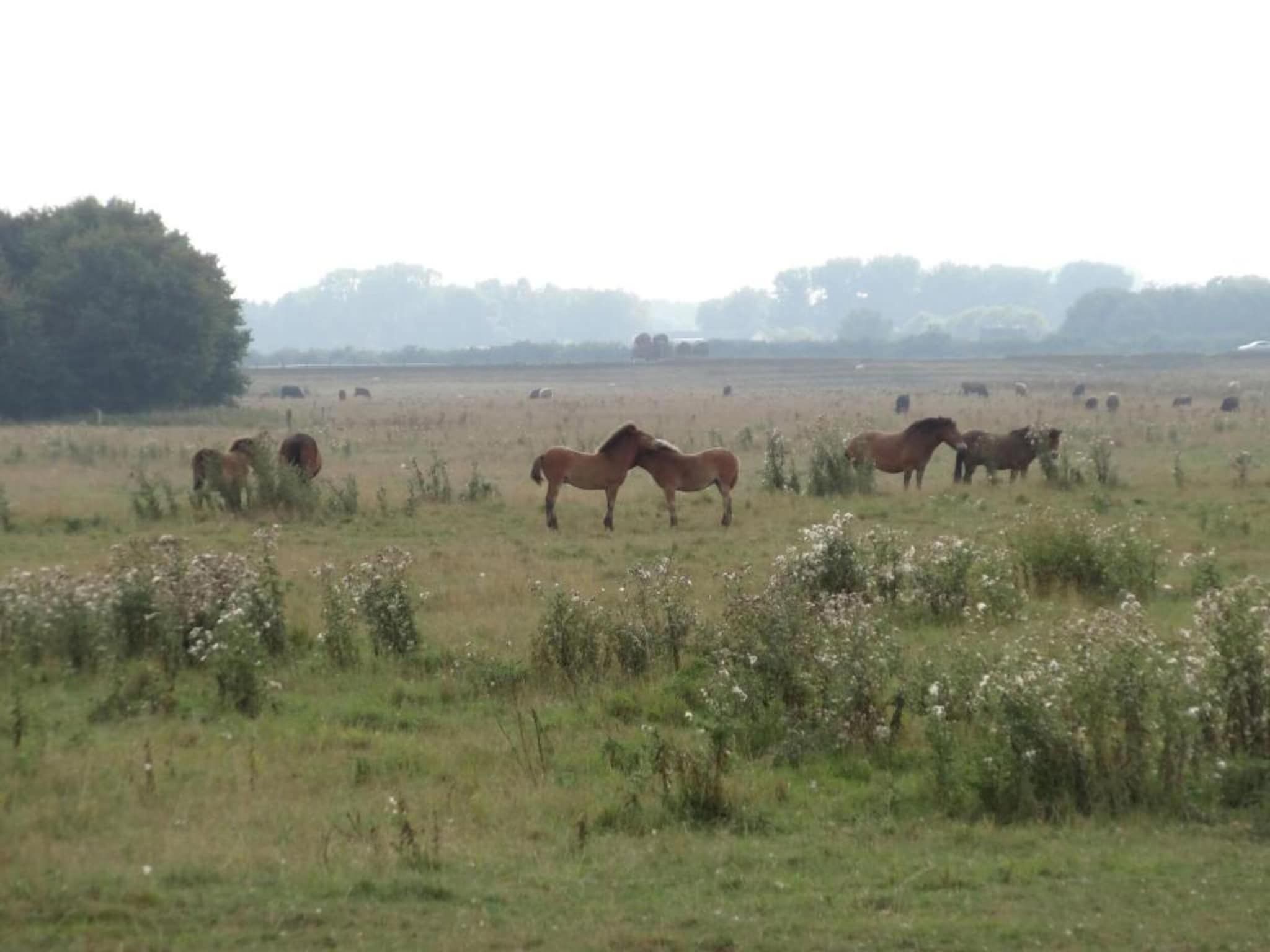 De omgeving van Vakantiepark Schaijk 4 in Schaijk