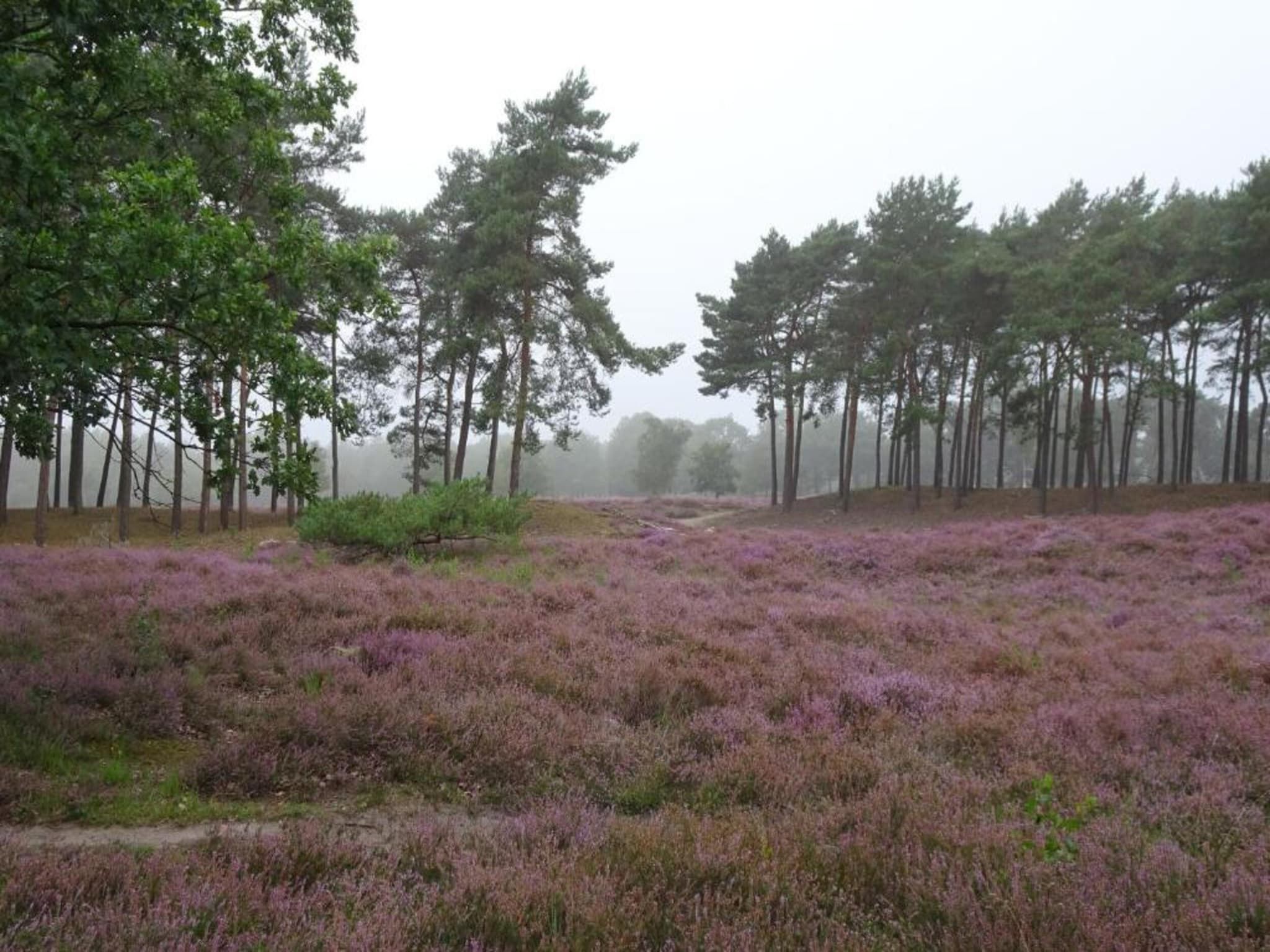 De omgeving van Vakantiepark Schaijk 4 in Schaijk