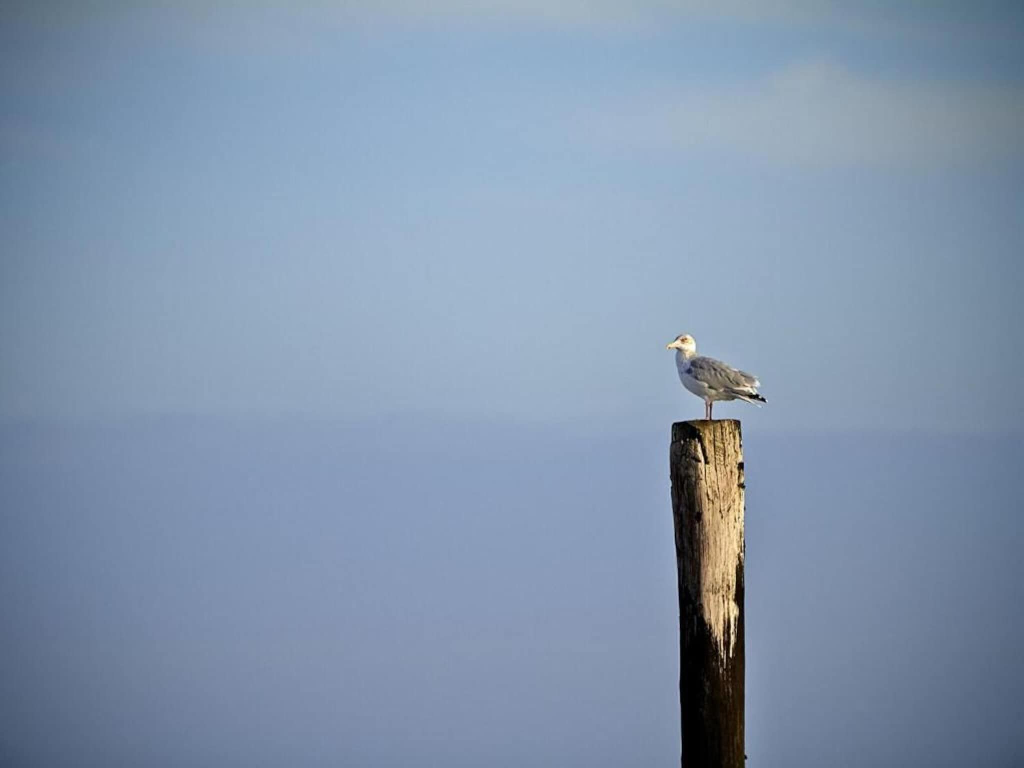 Beach Resort Nieuwvliet-Bad 7 in Nieuwvliet-Bad - Foto 31 van 40