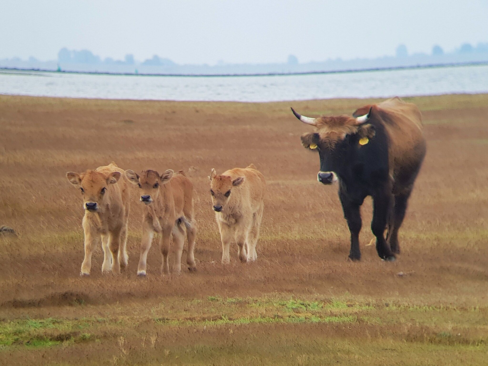 Vakantiepark Zeedijk 1 in Herkingen - Foto 13 van 22
