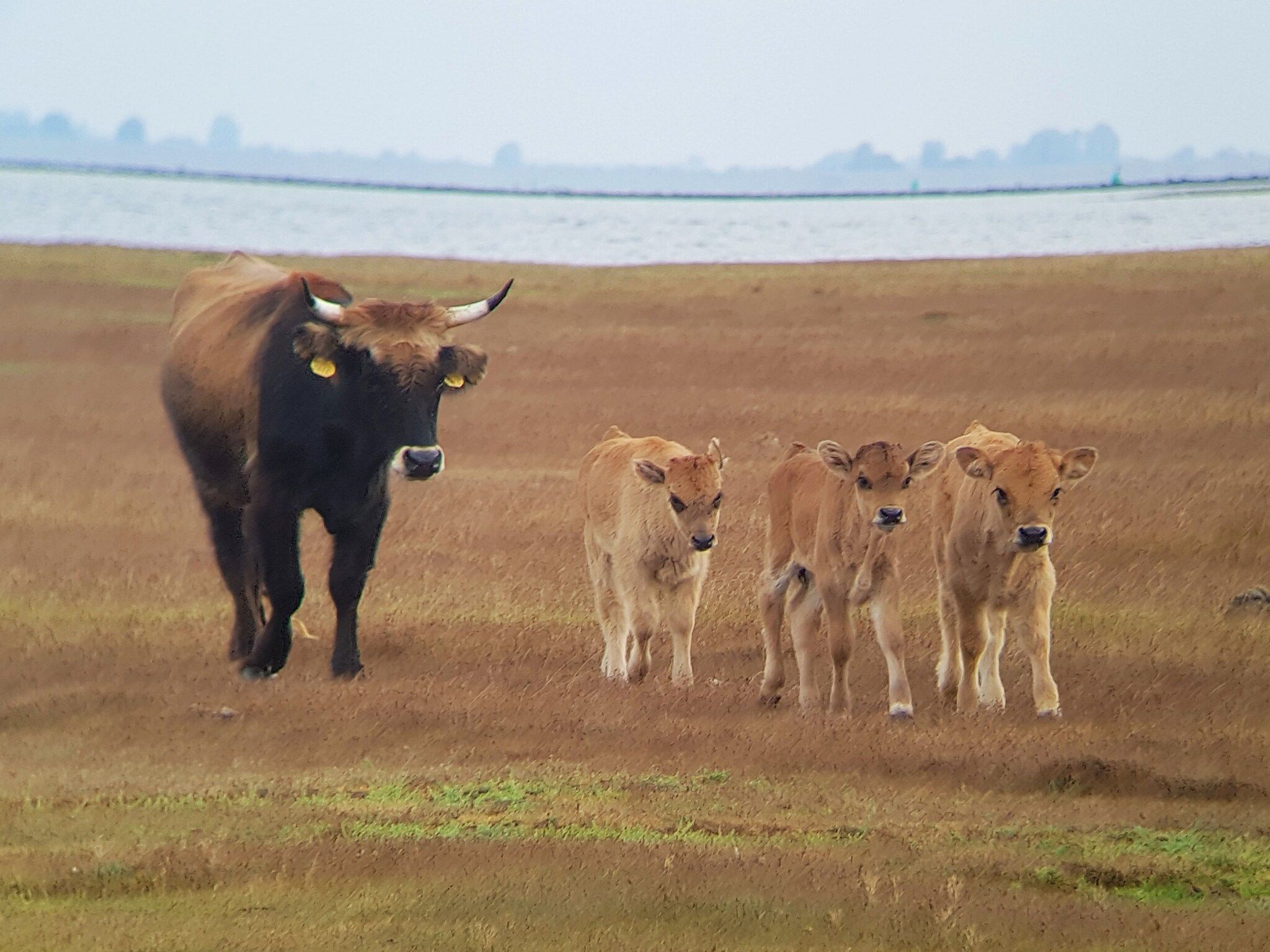 De omgeving van Vakantiepark Zeedijk 2 in Herkingen