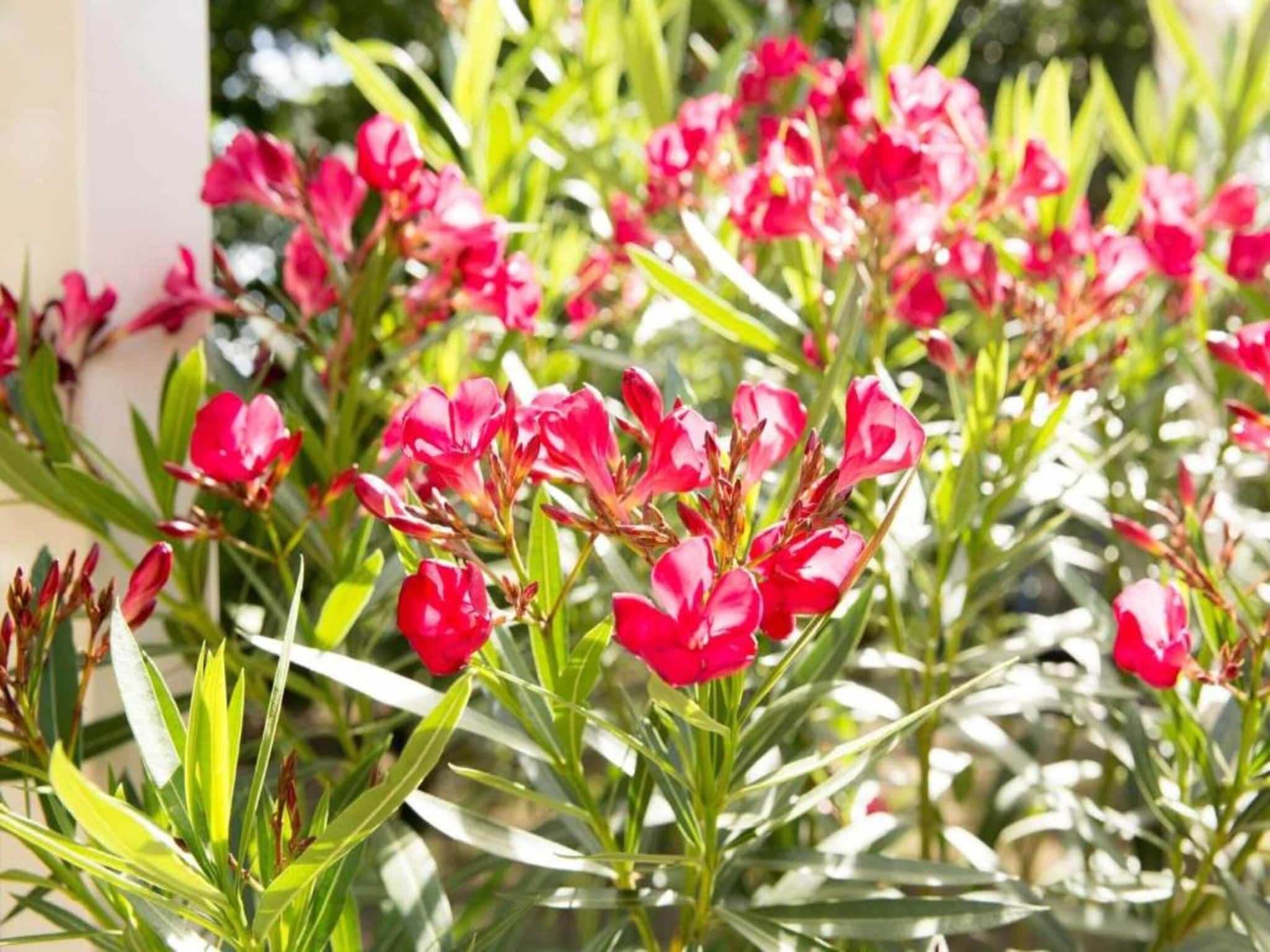 Sfeerbeeld van Vakantiepark Weerterbergen 11 in Weert