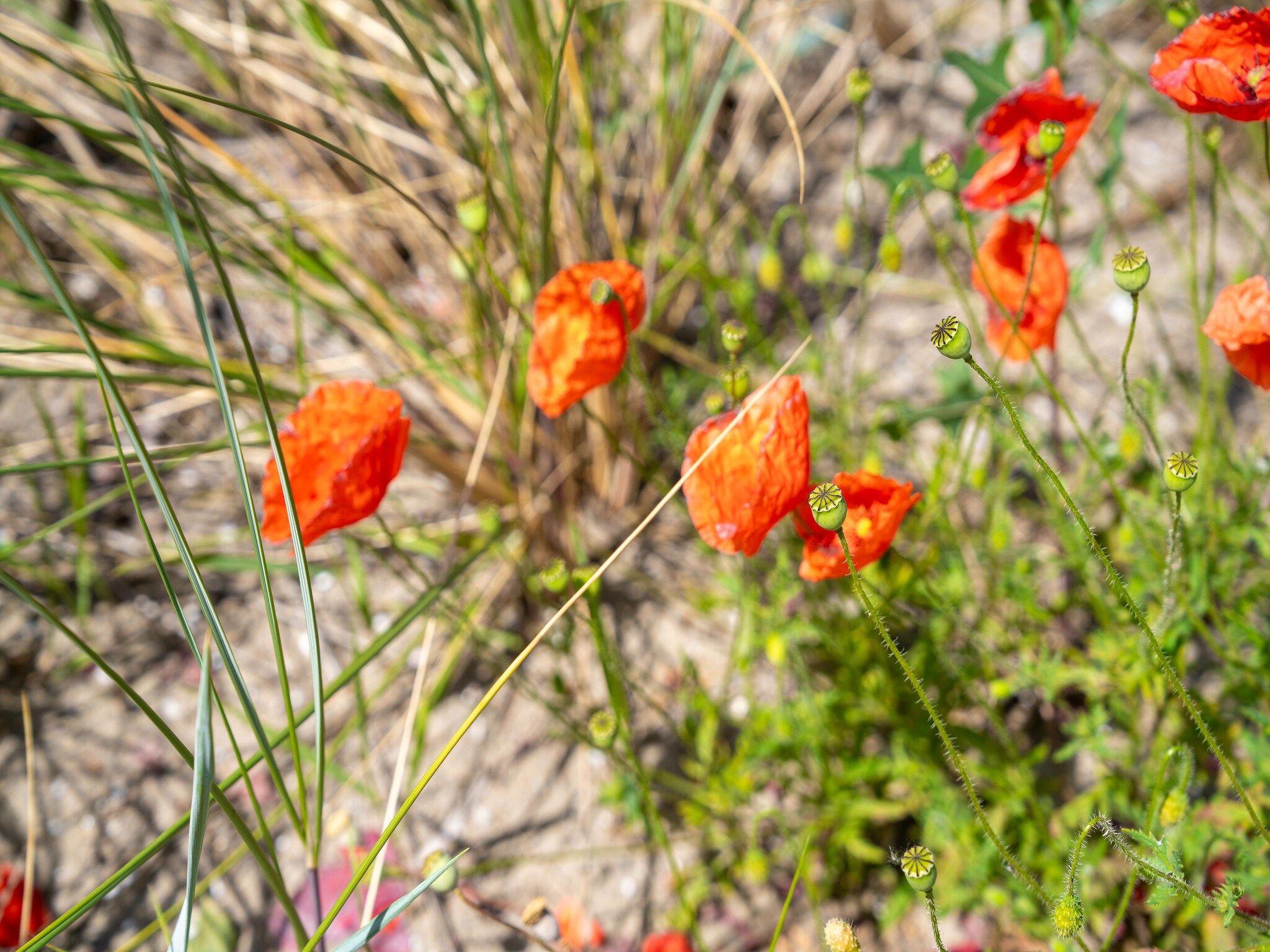 Sfeerbeeld van Duinvilla aan het Meer in Egmond aan den Hoef