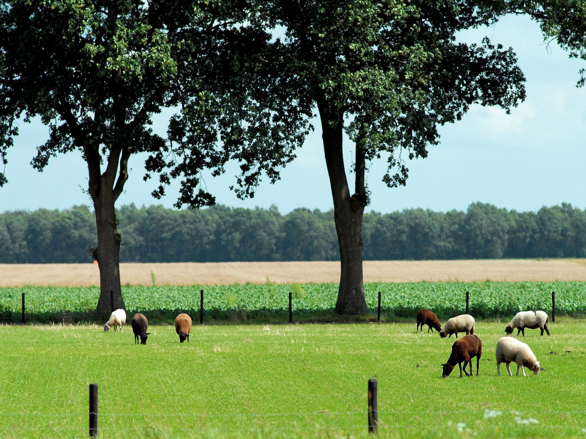 De omgeving van Het Drentse Wold 4 in Hoogersmilde