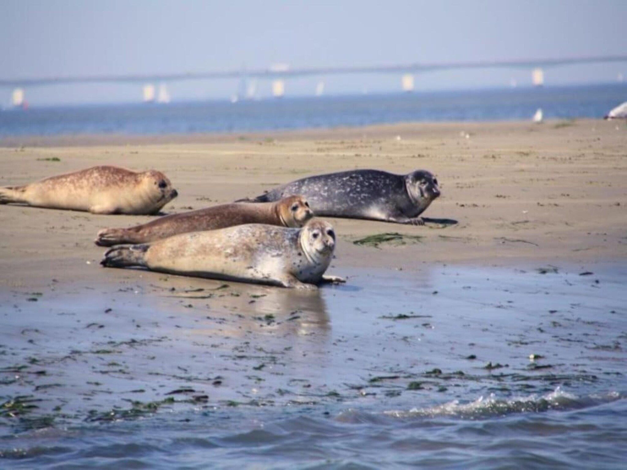 Resort Waterrijk Oesterdam 7 in Tholen - Foto 34 van 41