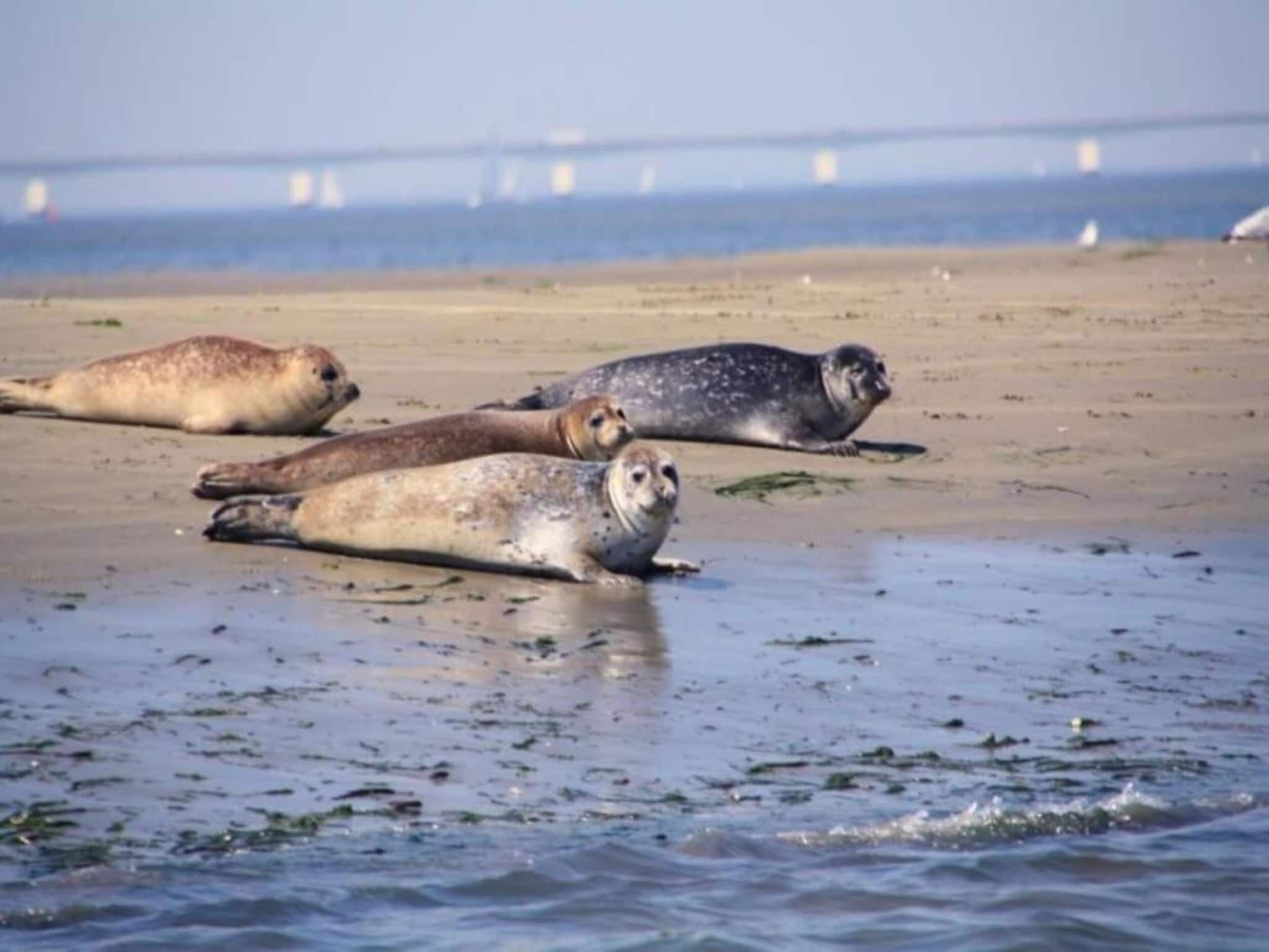 Resort Waterrijk Oesterdam 13 in Tholen - Foto 23 van 40