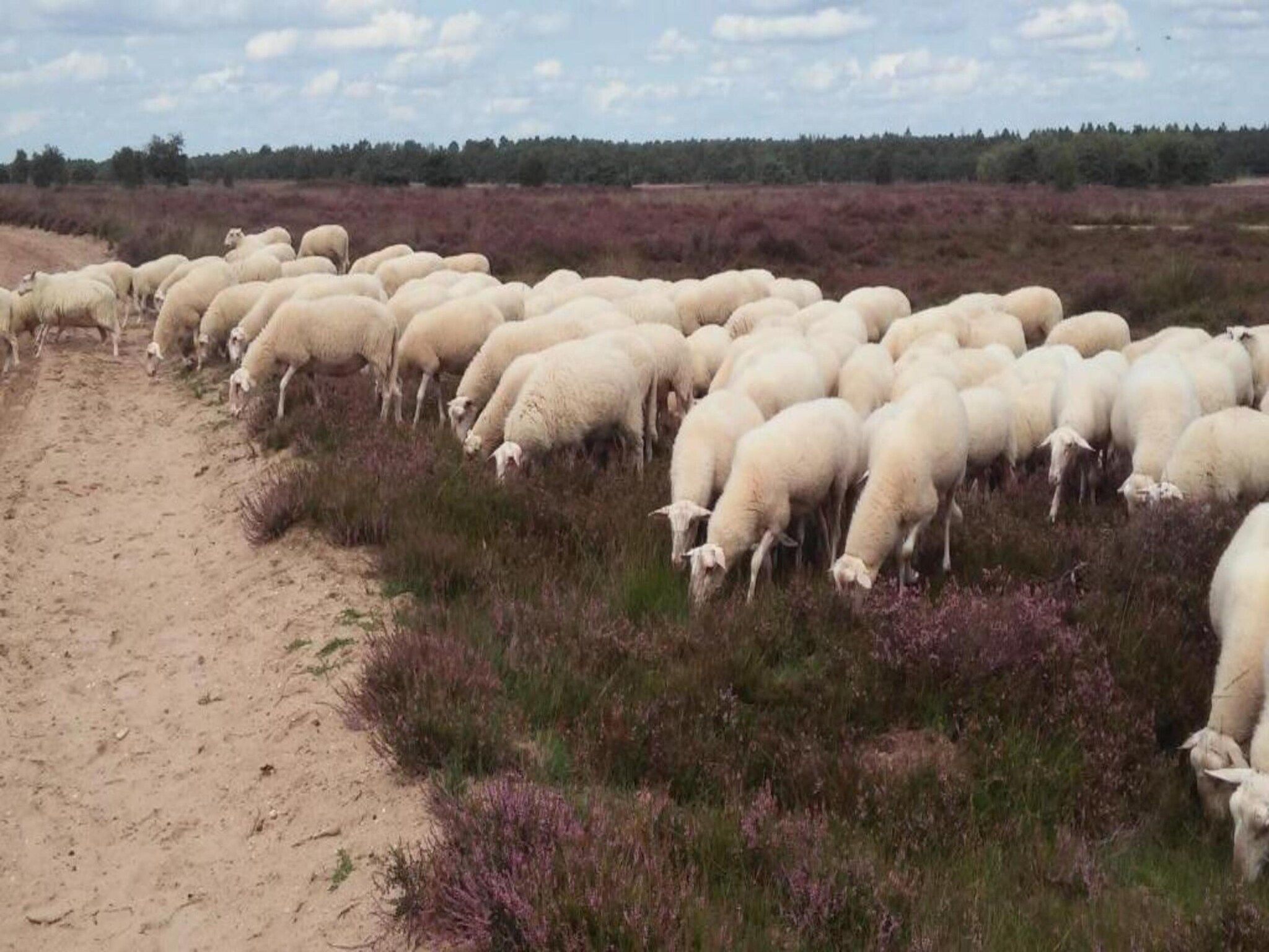 Landgoed De IJsvogel 10 in Voorthuizen - Foto 32 van 35