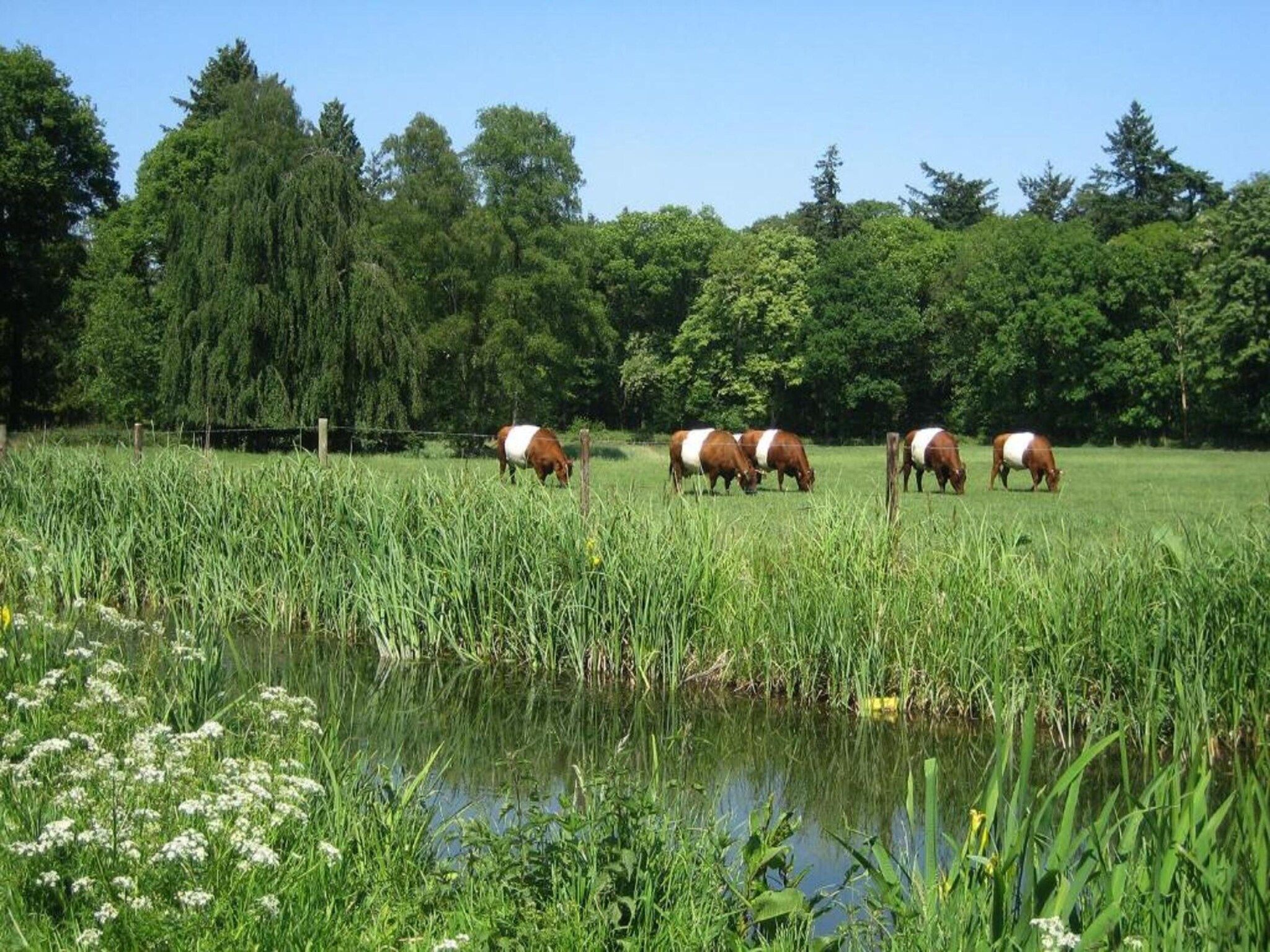 Vakantiepark De Lochemse Berg 1 in Lochem - Foto 25 van 40