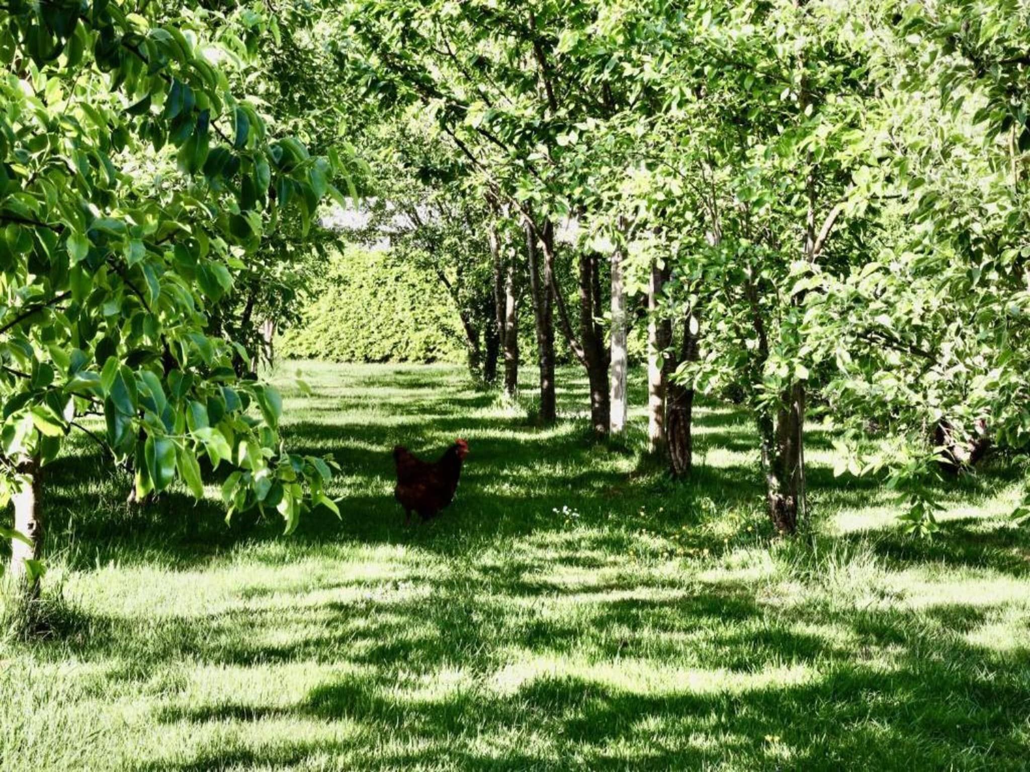 Vakantiepark De Lochemse Berg 2 in Lochem - Foto 26 van 40