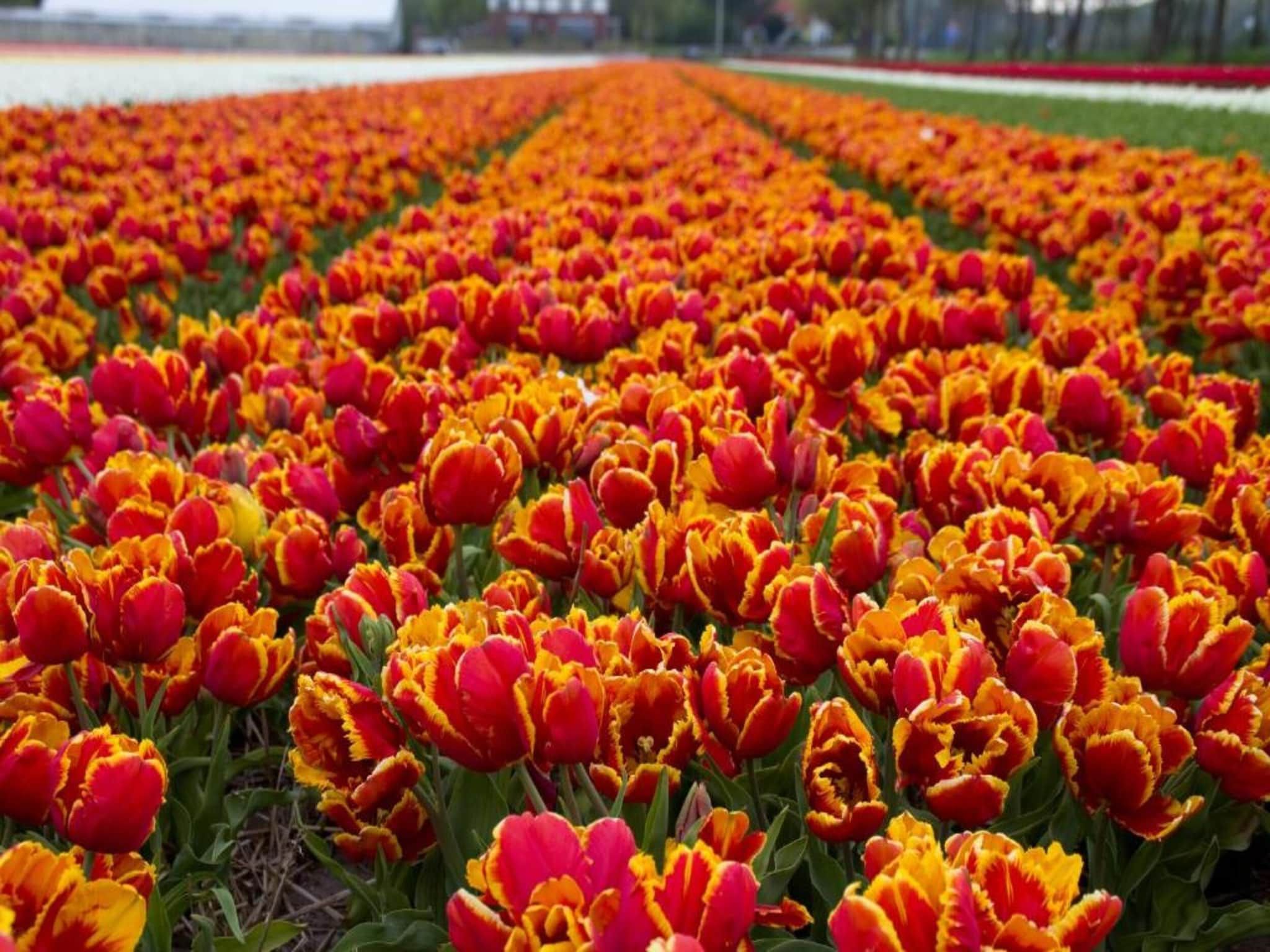 Strandpark Vlugtenburg 14 in 's-Gravenzande - Foto 32 van 40