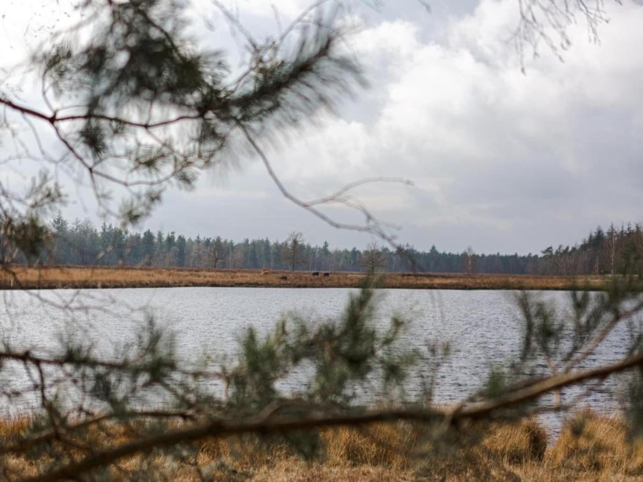 De omgeving van Bospark 't Wolfsven 11 in Mierlo