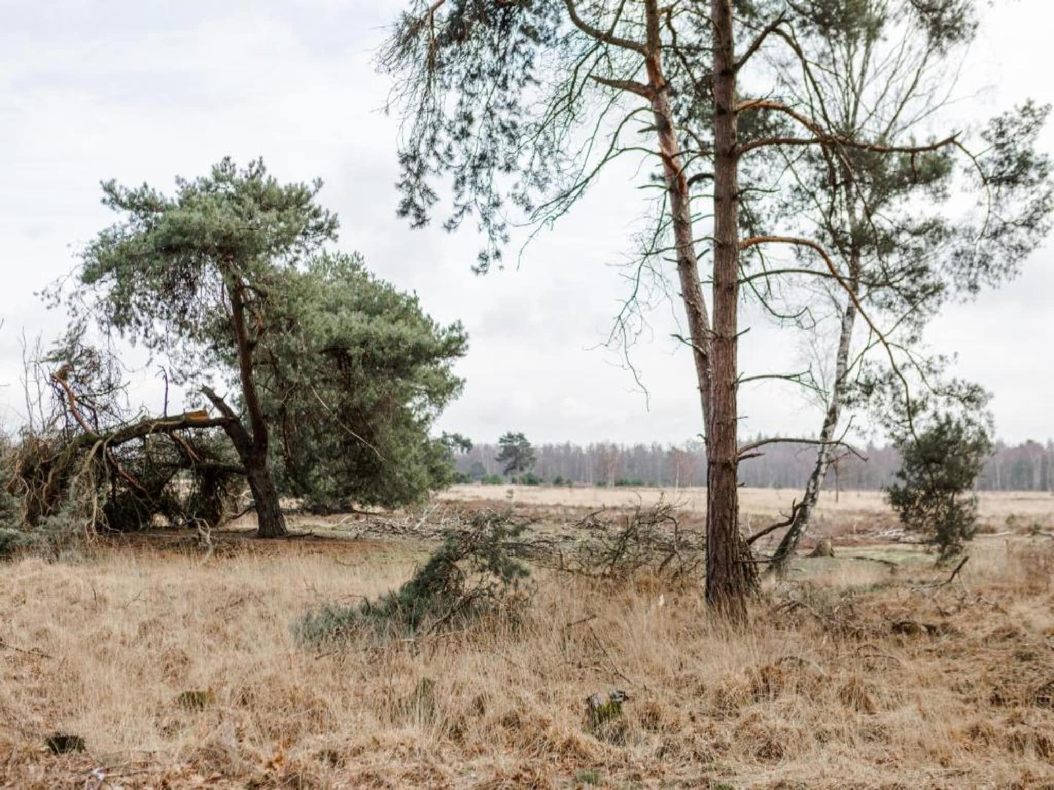 De omgeving van Bospark 't Wolfsven 11 in Mierlo