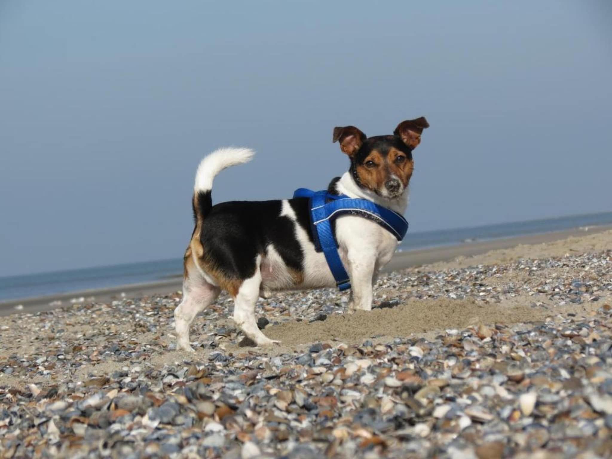 Sfeerbeeld van Fort den Haak - Chalet 1 tm 15  hond in Vrouwenpolder
