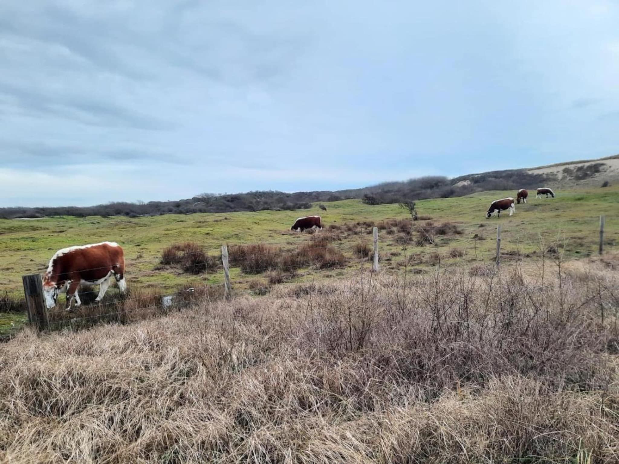 De omgeving van Fort den Haak - Chalet 1 tm 15  hond in Vrouwenpolder