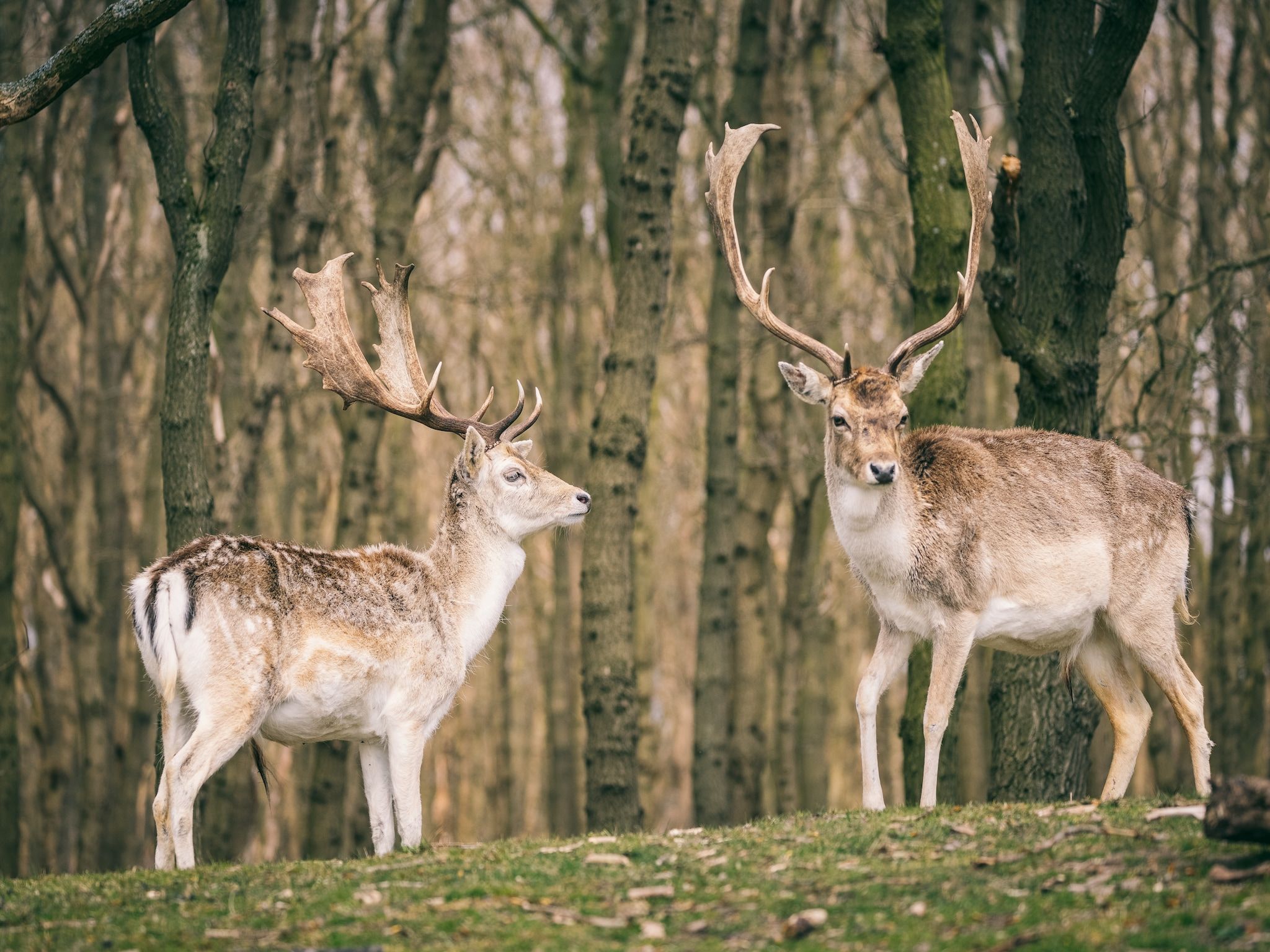 De omgeving van Duinresort Dunimar 1 in Noordwijkerhout