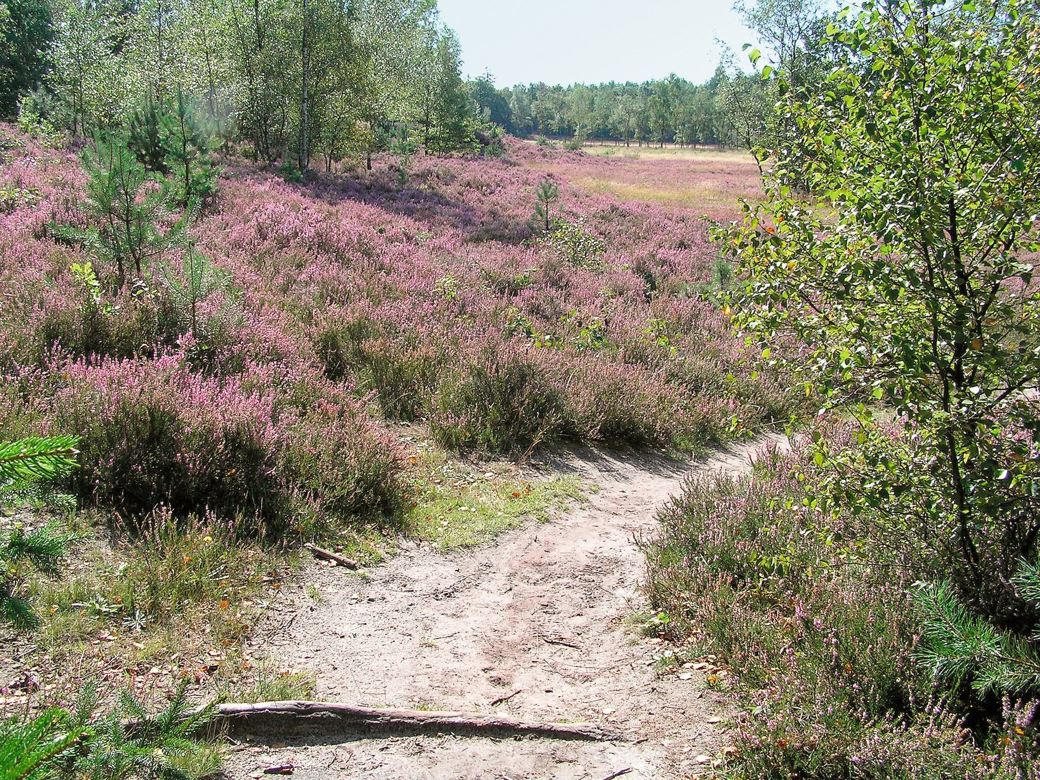 De omgeving van Het Drentse Wold 5 in Hoogersmilde