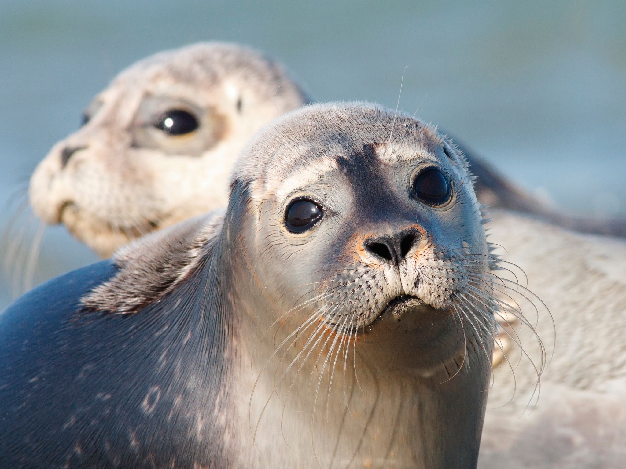 De omgeving van Vakantiepark Emslandermeer 7 in Vlagtwedde