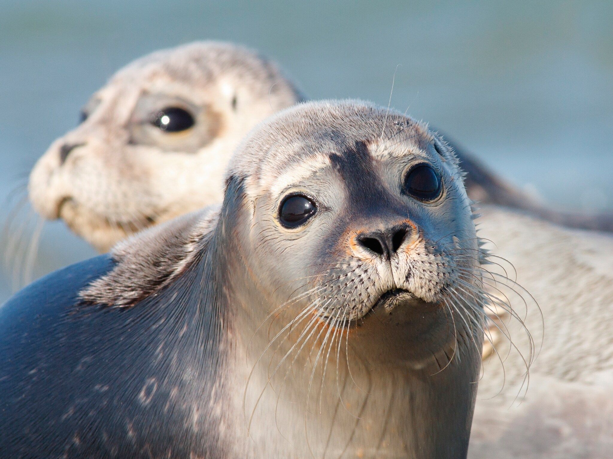 De omgeving van Vakantiepark Emslandermeer 11 in Vlagtwedde