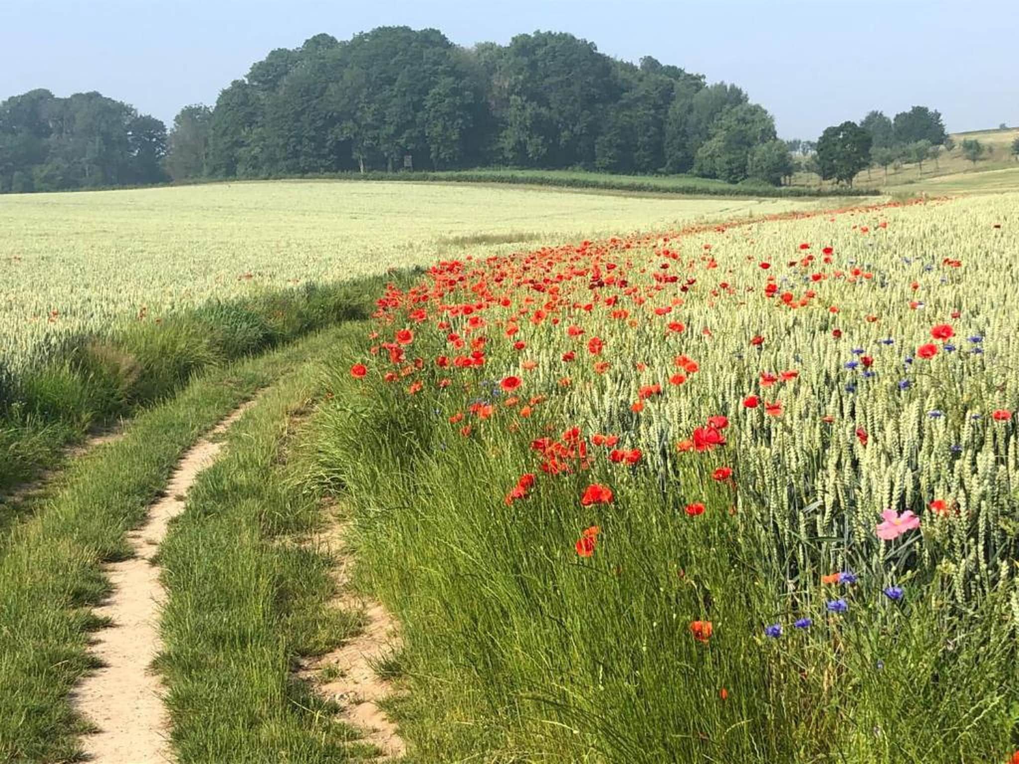 Resort Gulpen 5 in Gulpen - Foto 38 van 40