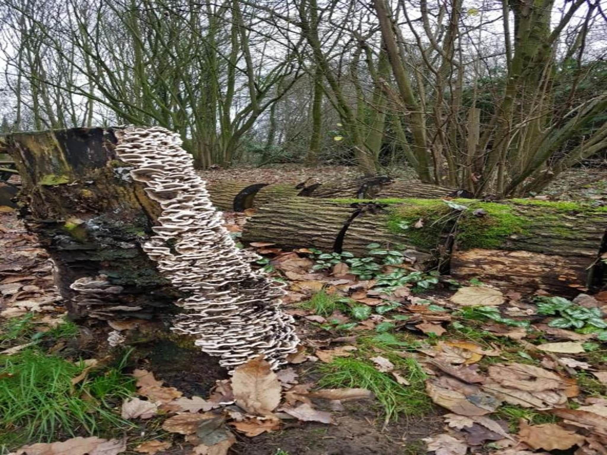 Vakantiepark Klein Vink 19 in Arcen - Foto 35 van 40