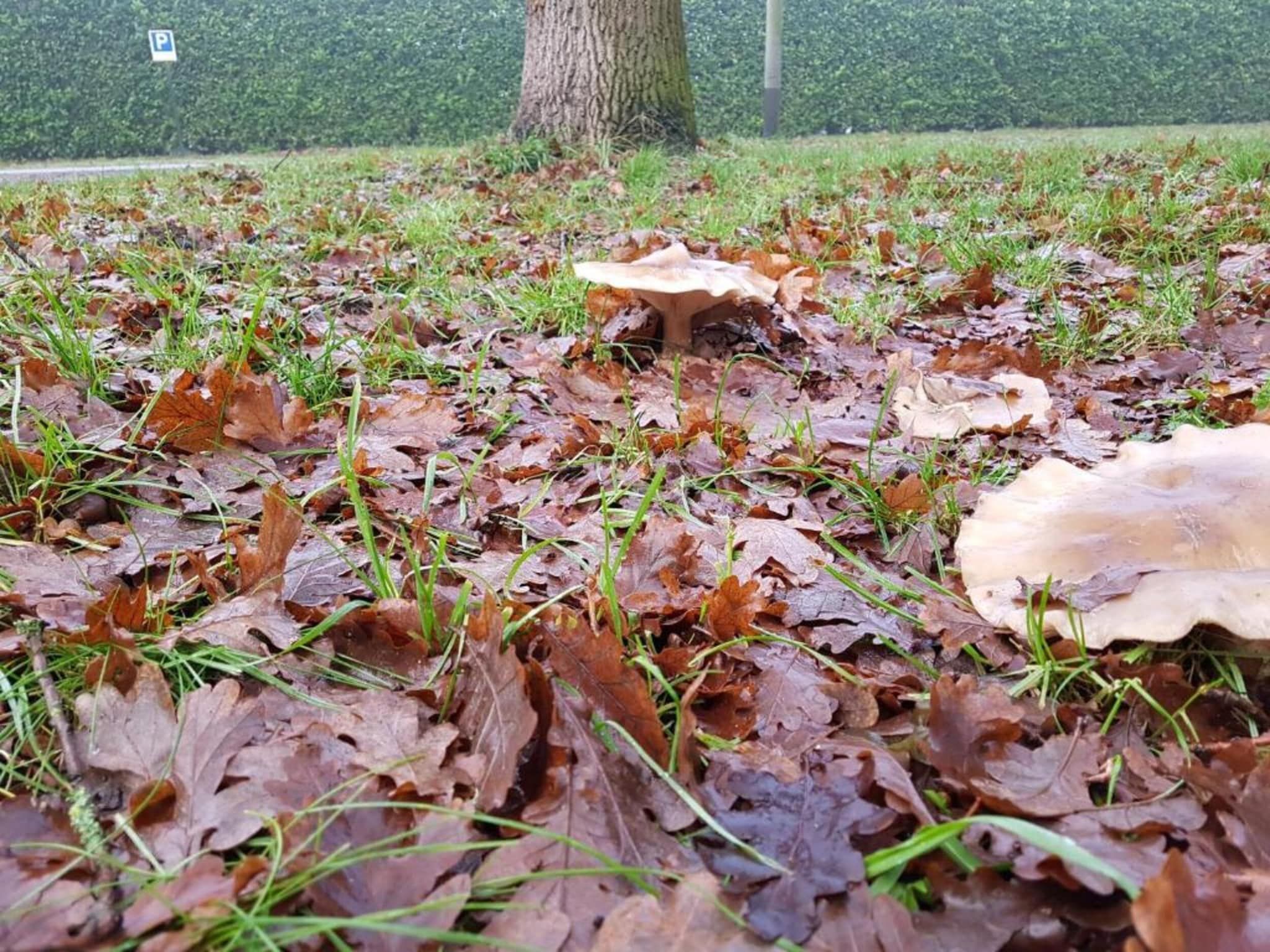 Vakantiepark Klein Vink 19 in Arcen - Foto 36 van 40