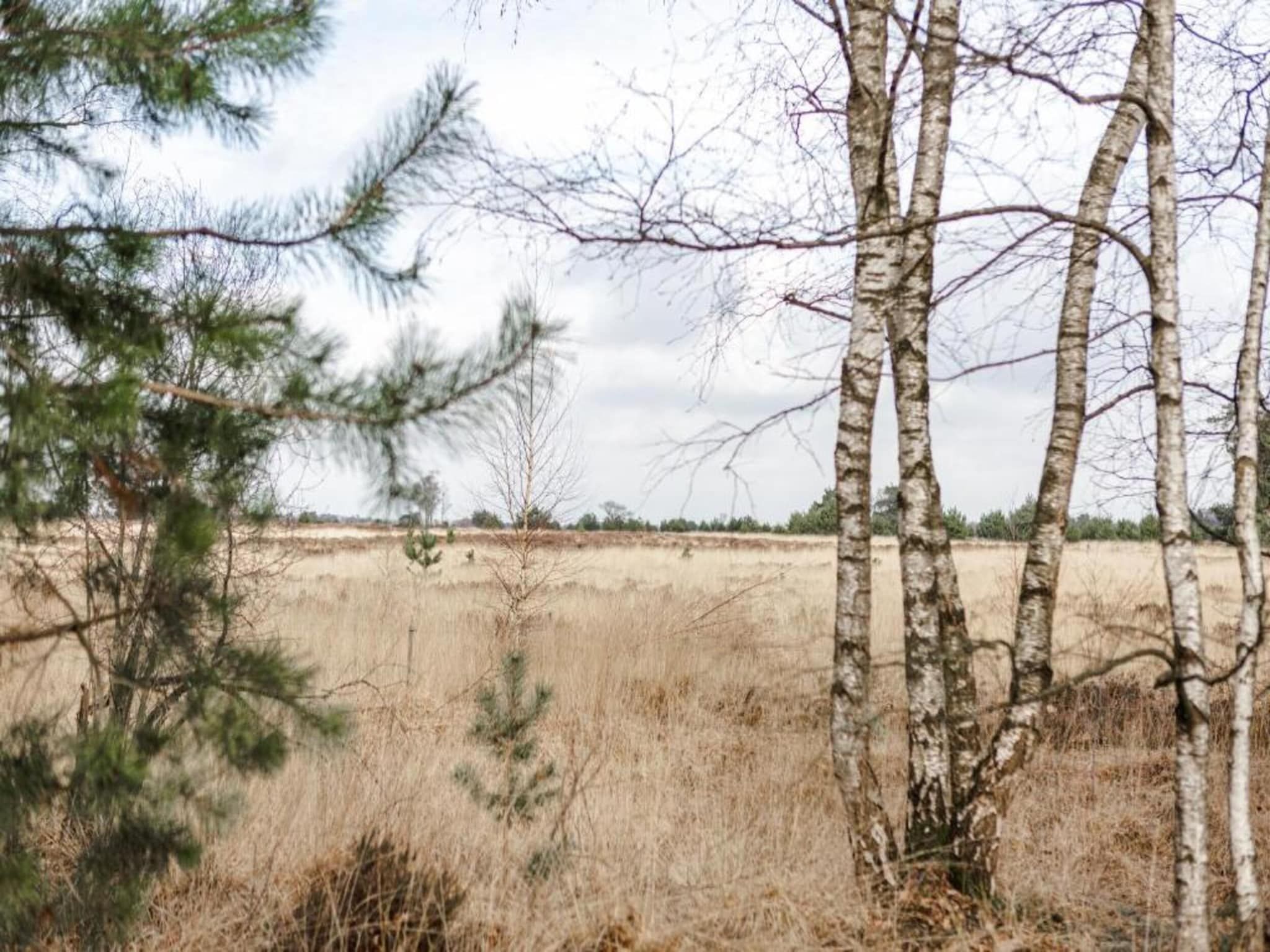 De omgeving van Bospark 't Wolfsven 12 in Mierlo