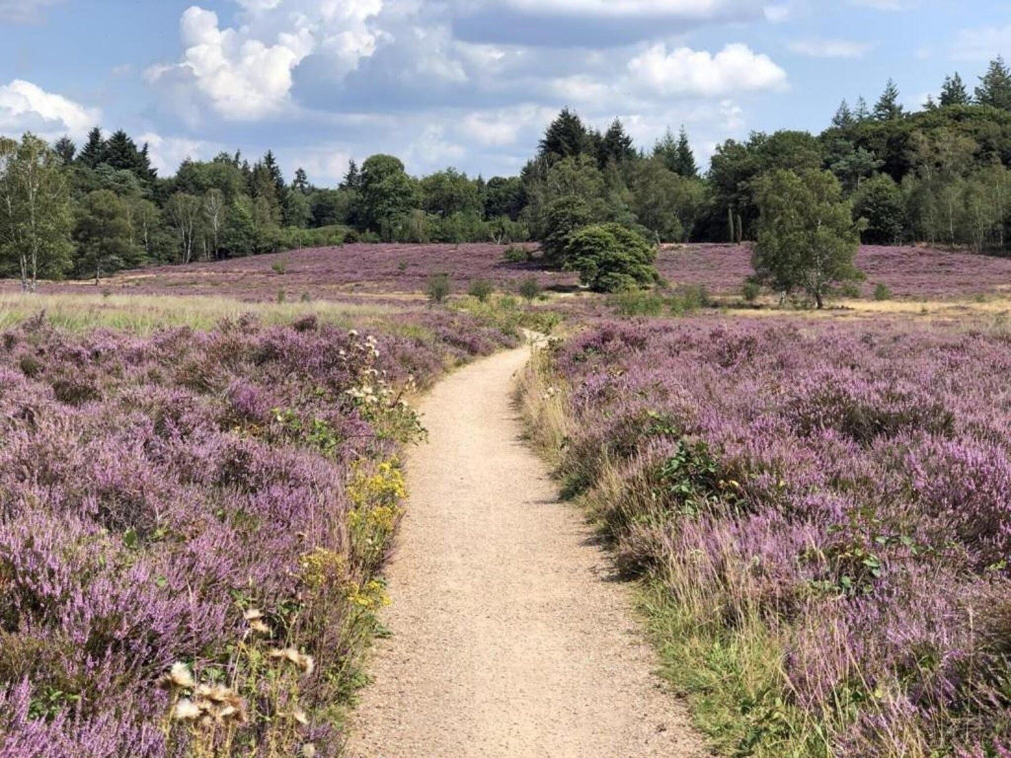De omgeving van De Veluwse Hoevegaerde 2 in Putten