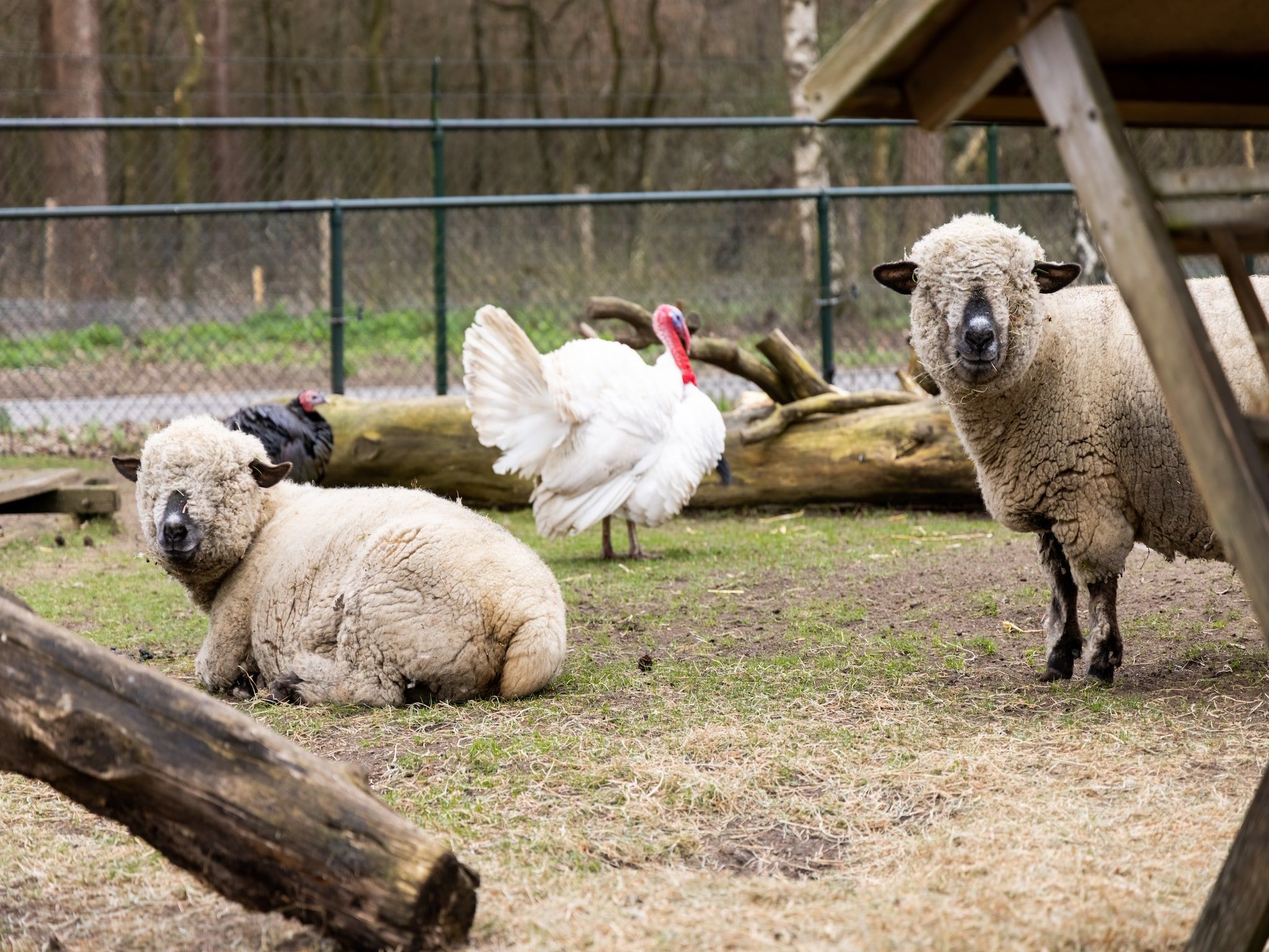 Parkfaciliteiten bij De Veluwse Hoevegaerde 3 in Putten