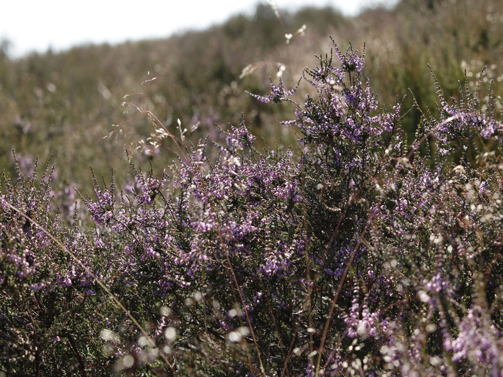 De omgeving van Vakantie bij Meeussen - Schuttersoord 2 in Mook