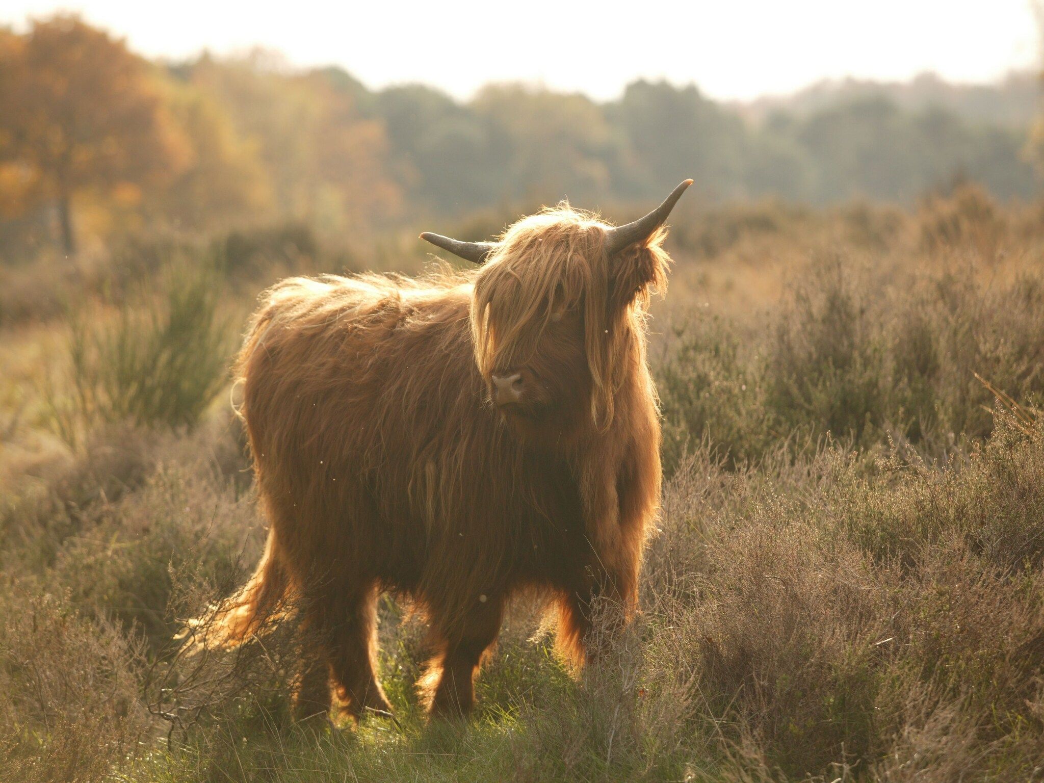 Vakantie bij Meeussen - Schuttersoord 2 in Mook - Foto 27 van 40
