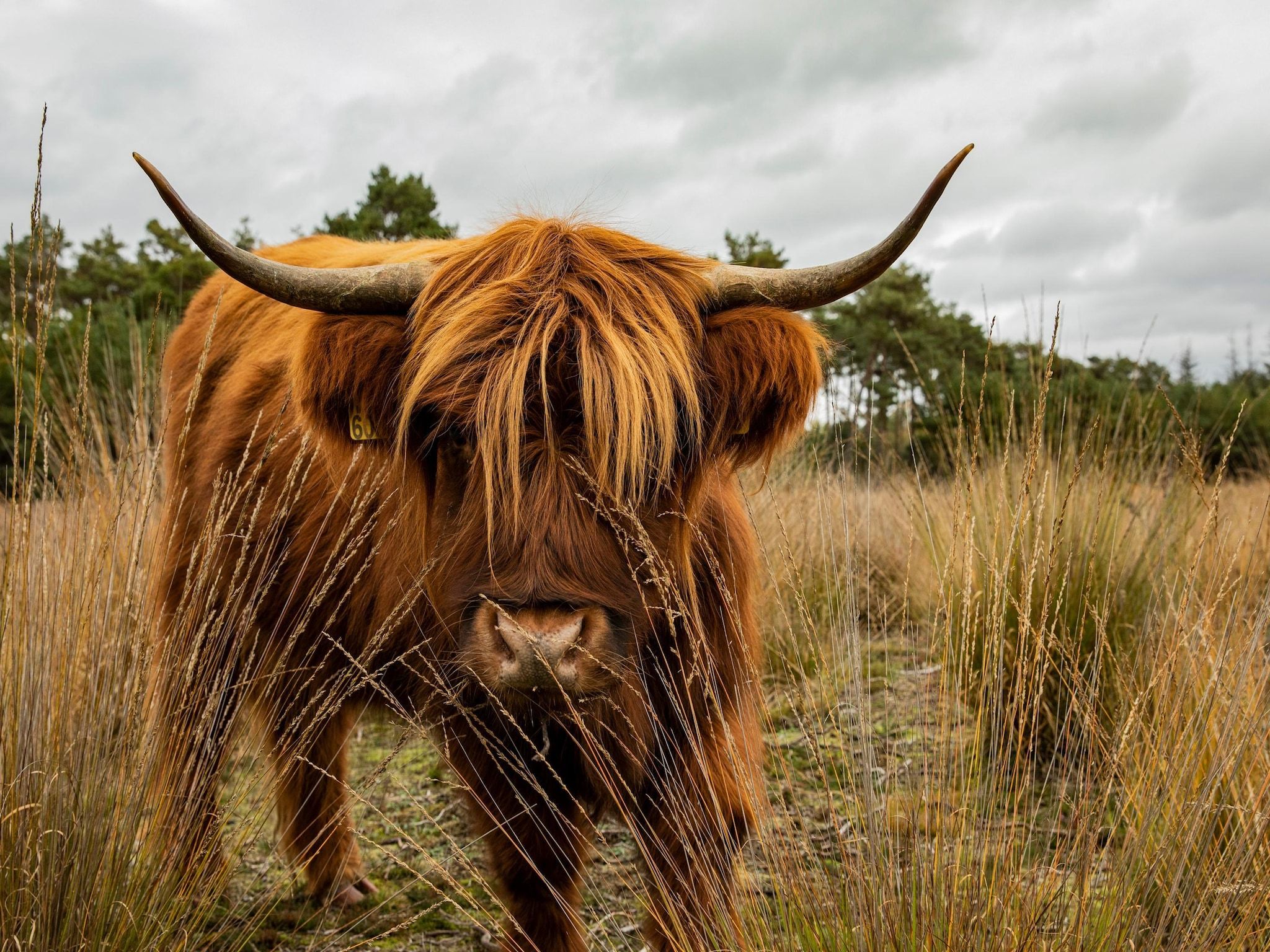 Sfeerbeeld van Vakantiepark De Heihorsten 2 in Someren