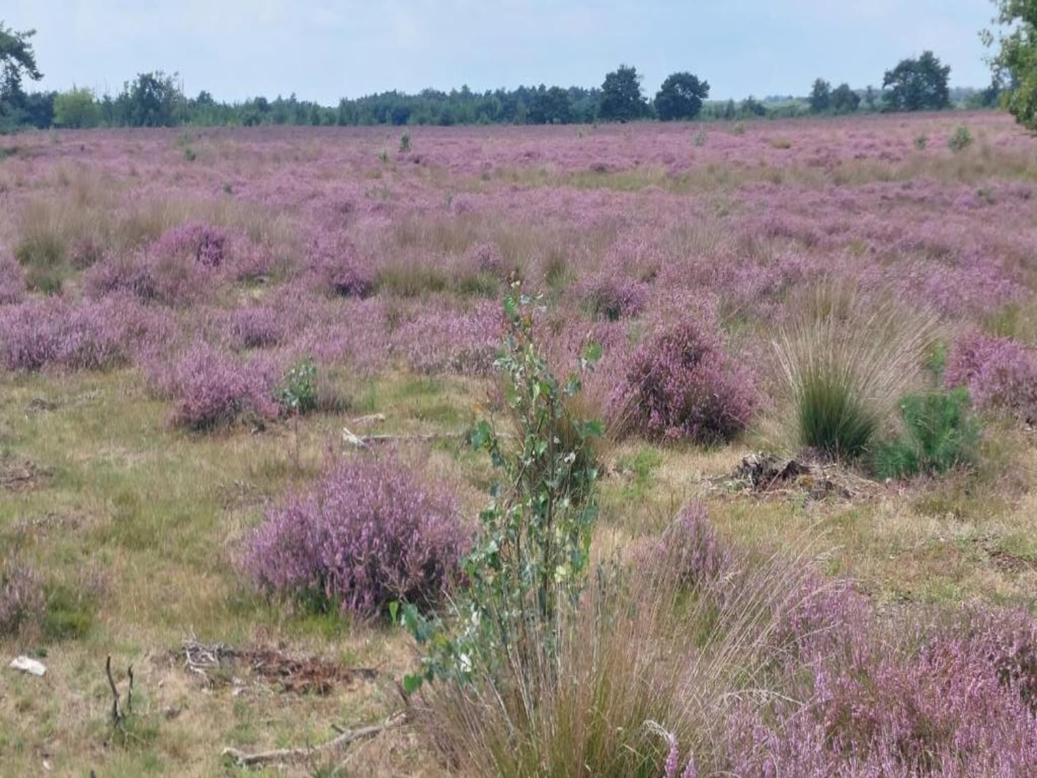 Park De Peel 2 in Vlierden - Foto 30 van 32