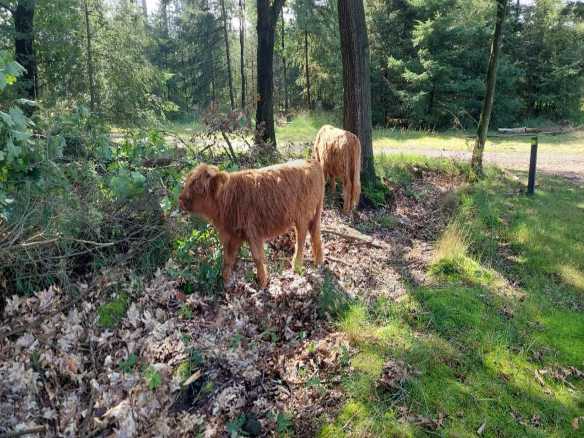 Park De Peel 3 in Vlierden - Foto 30 van 30